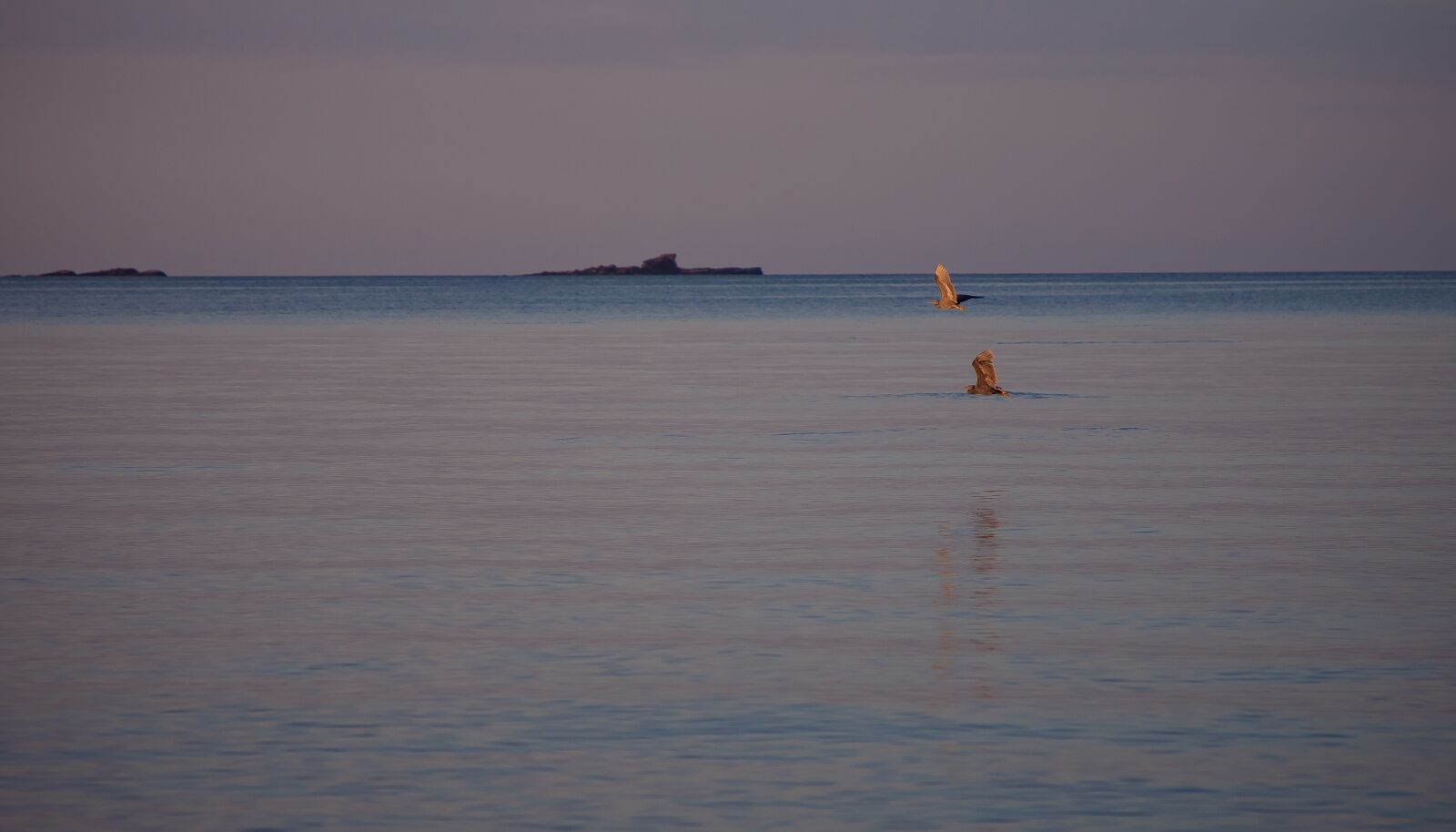 Canon EF 24-105mm F4L IS II USM sample photo. Bird, ocean, flying photography