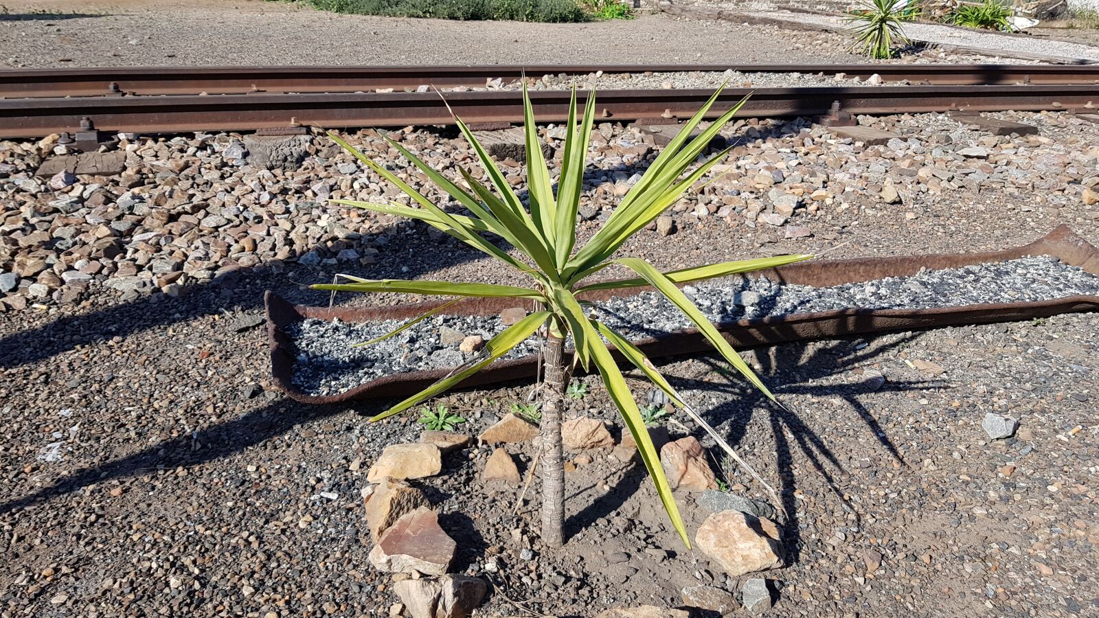 Samsung Galaxy S8+ sample photo. Old, plant, railway photography