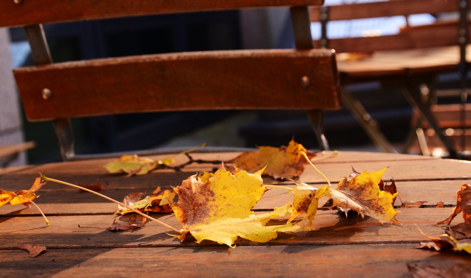 Nikon D3300 sample photo. Beer garden, autumn, leaves photography