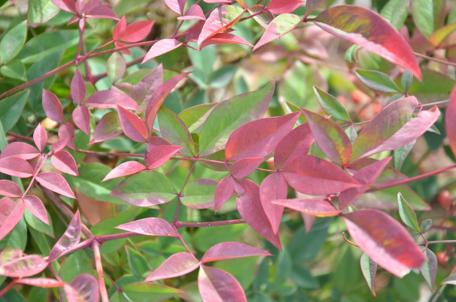 Nikon D7000 sample photo. Leaves, hedge, redhead photography