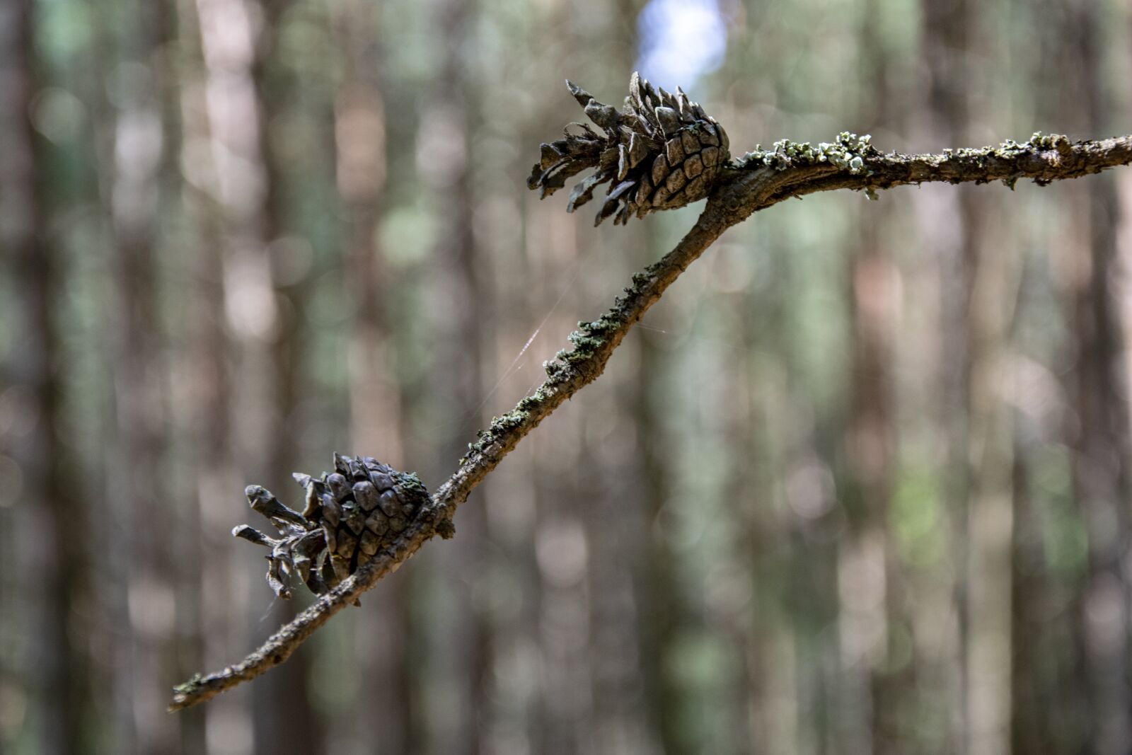 Nikon D5300 sample photo. Pine cone, branch, forest photography