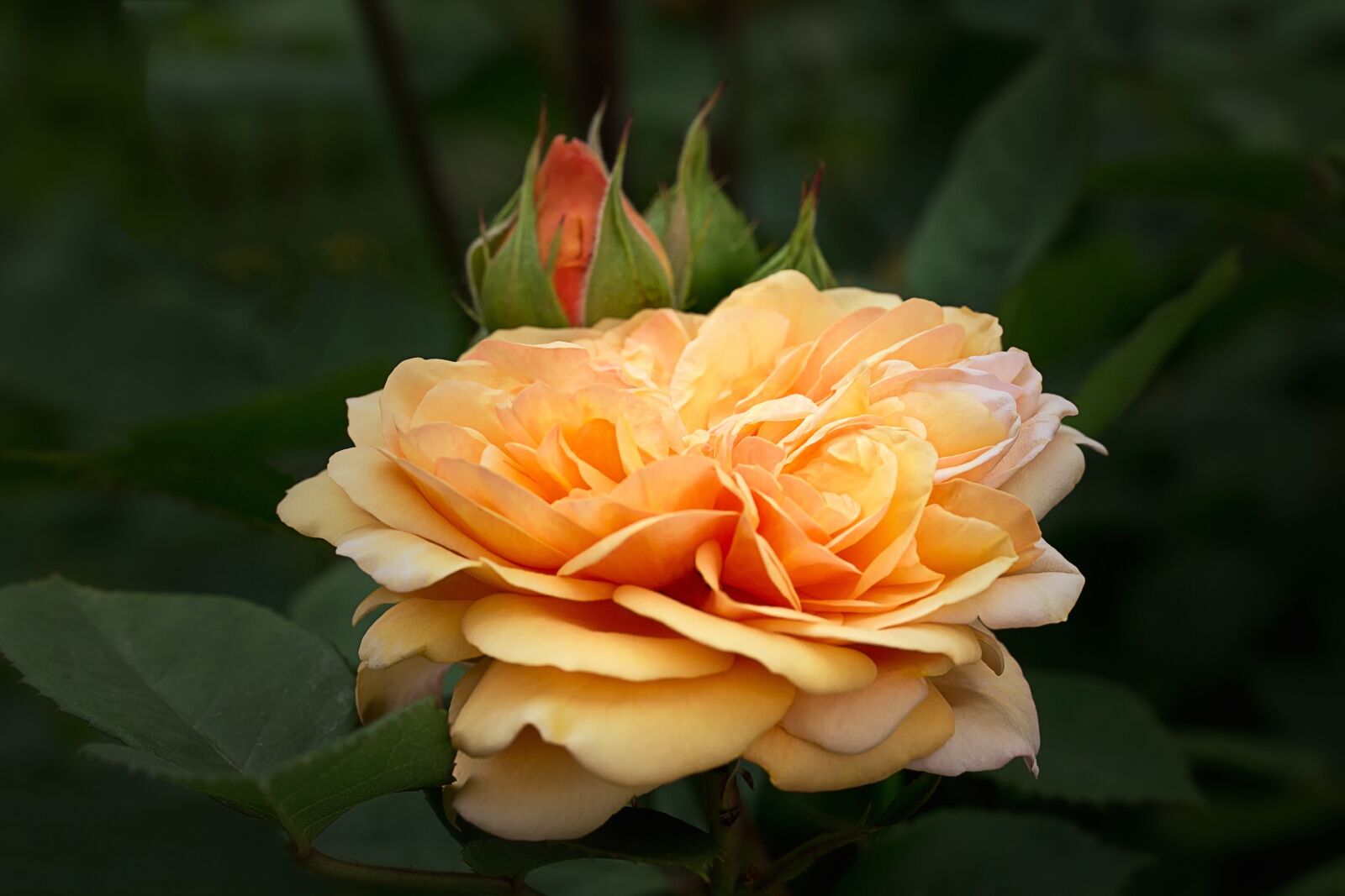 Canon EF-S 60mm F2.8 Macro USM sample photo. Nature, flowers, garden roses photography