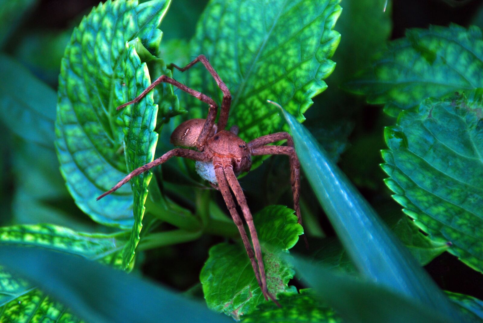 Nikon D40X sample photo. Spider, nature, animal photography