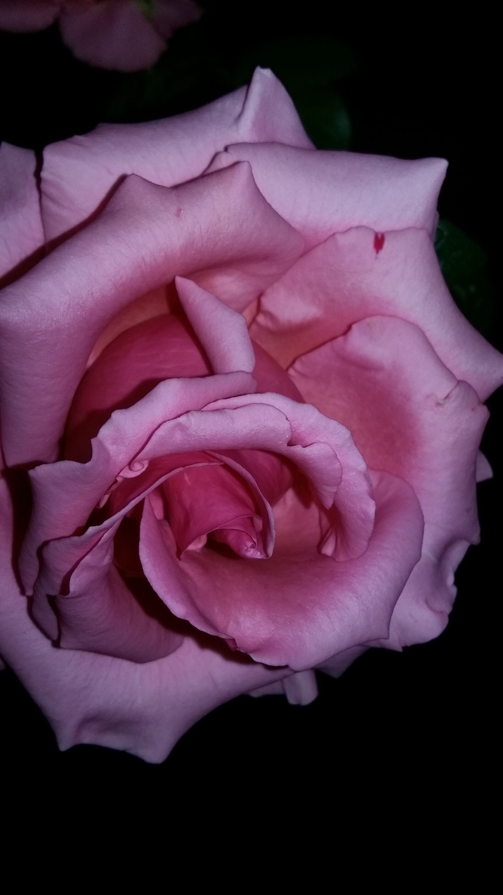Samsung Galaxy Grand Prime sample photo. Rosa, flower, nature photography