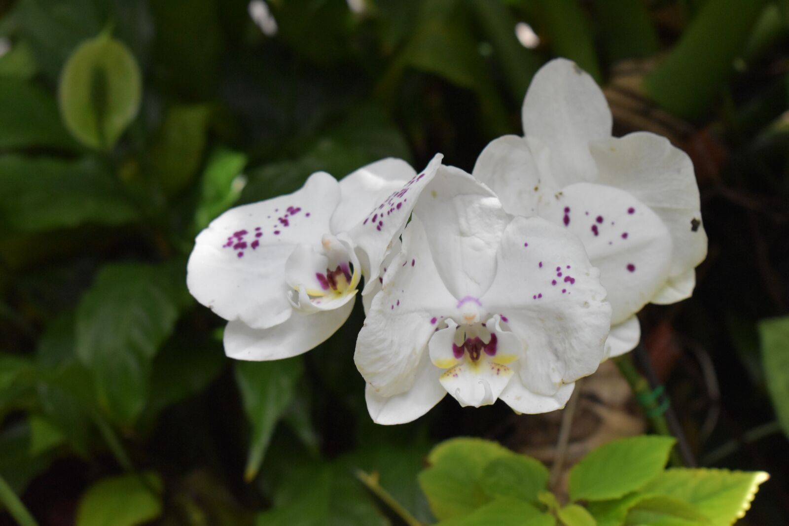 Nikon D5600 sample photo. Orchid, white, flower photography
