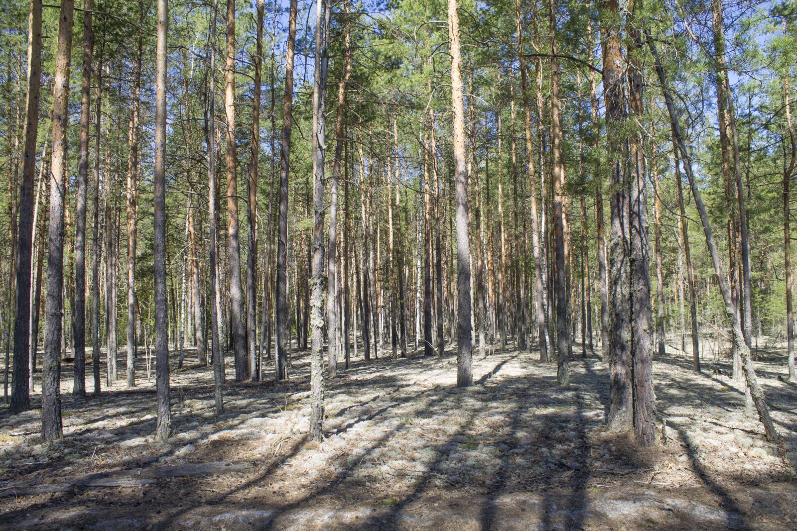Canon EOS 1100D (EOS Rebel T3 / EOS Kiss X50) sample photo. Spring, forest, trees photography