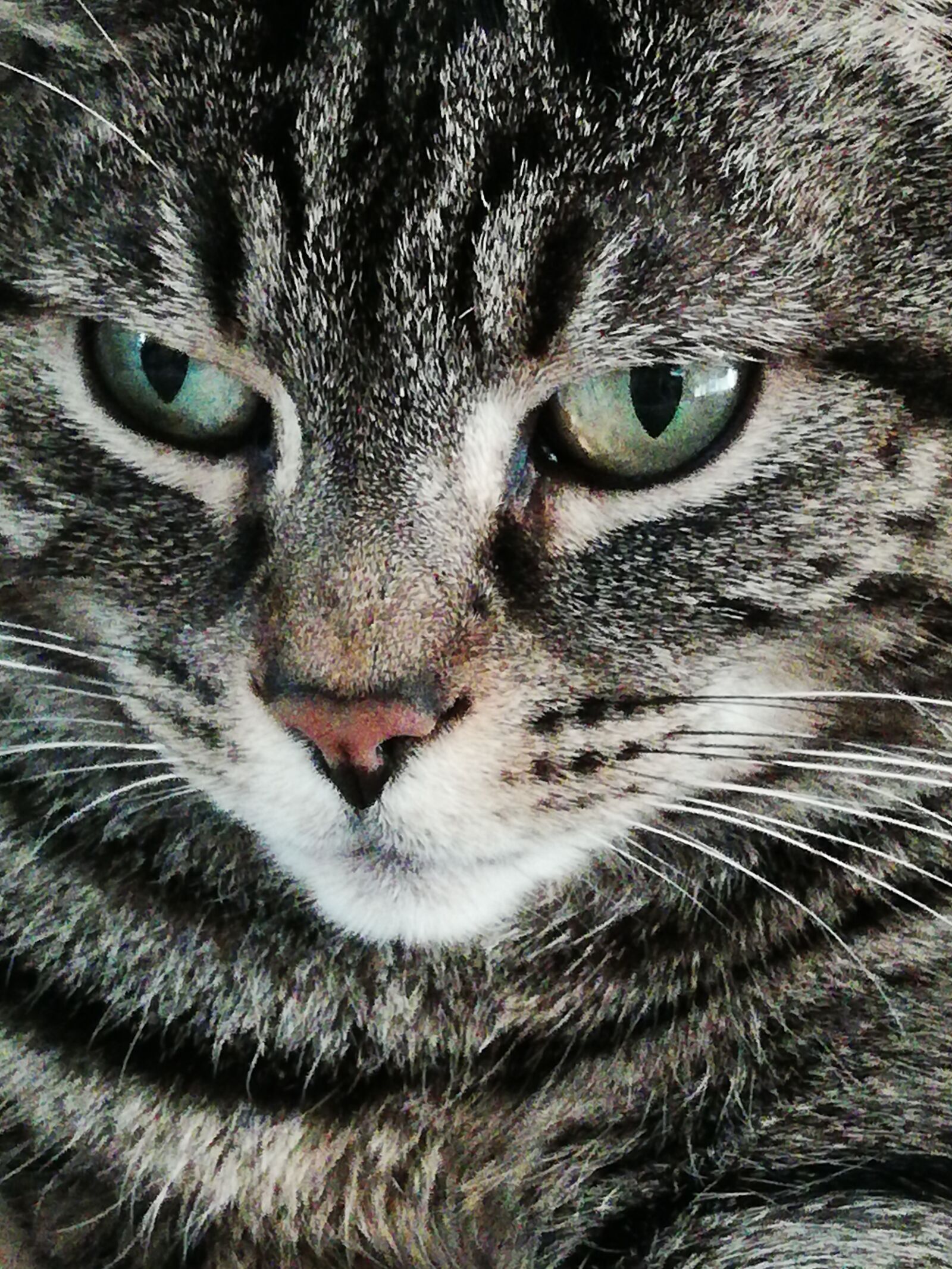 HUAWEI FIG-LX1 sample photo. Tabby, cat, grace photography
