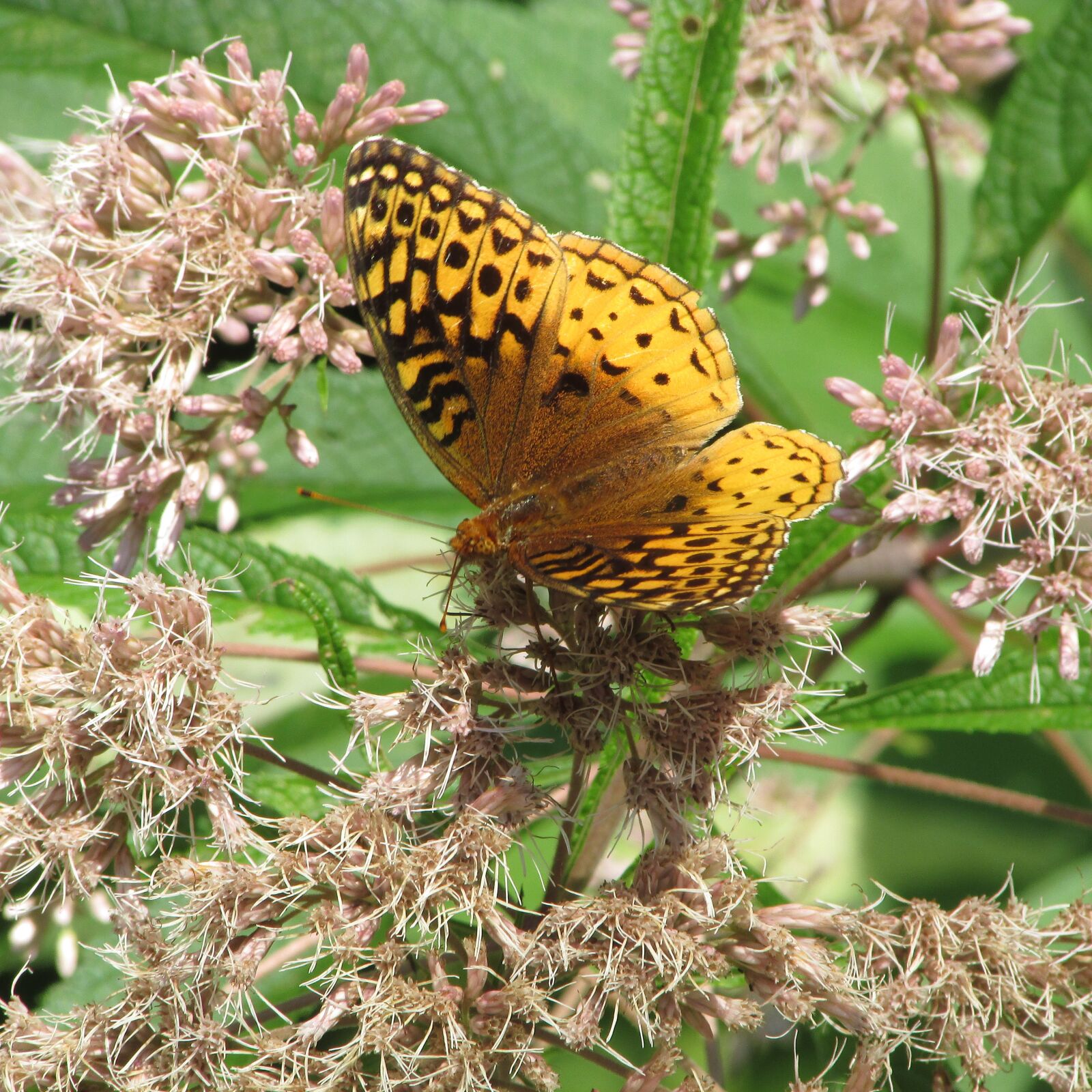 Canon PowerShot SX400 IS sample photo. Butterfly, pearl crescent, wild photography
