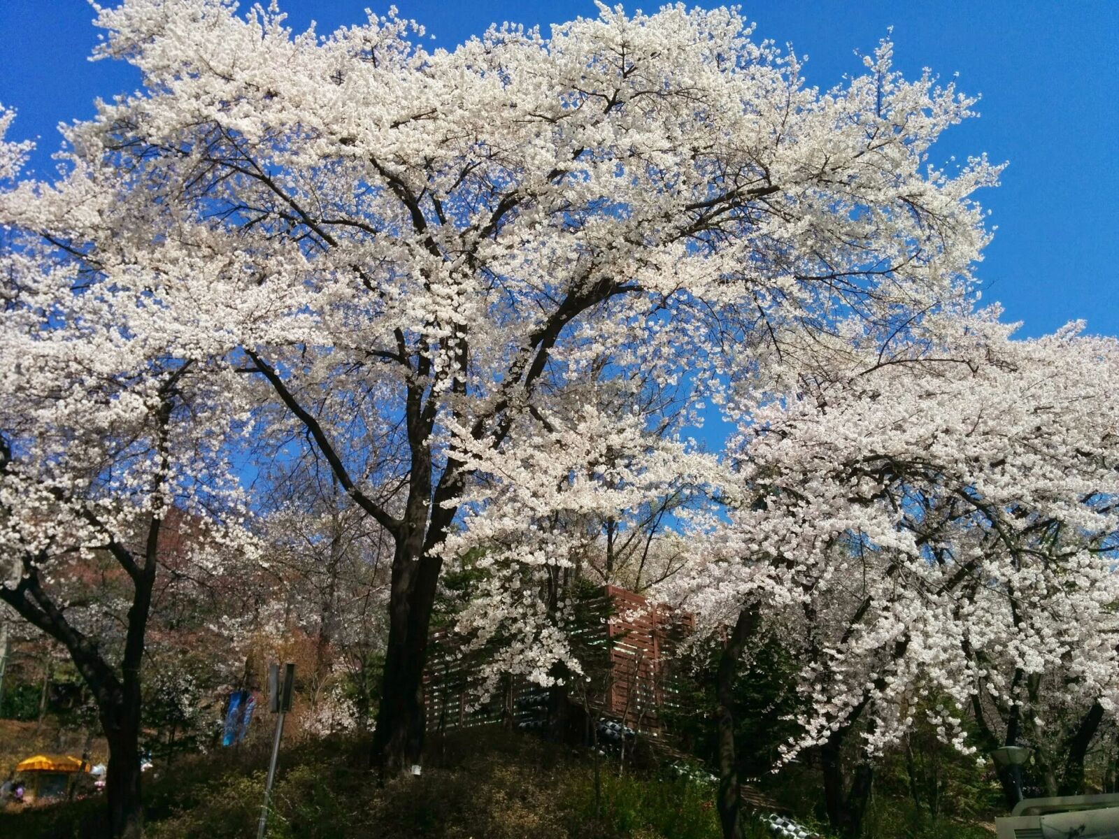 LG Nexus 5 sample photo. Sakura, cherry blossom, flowers photography