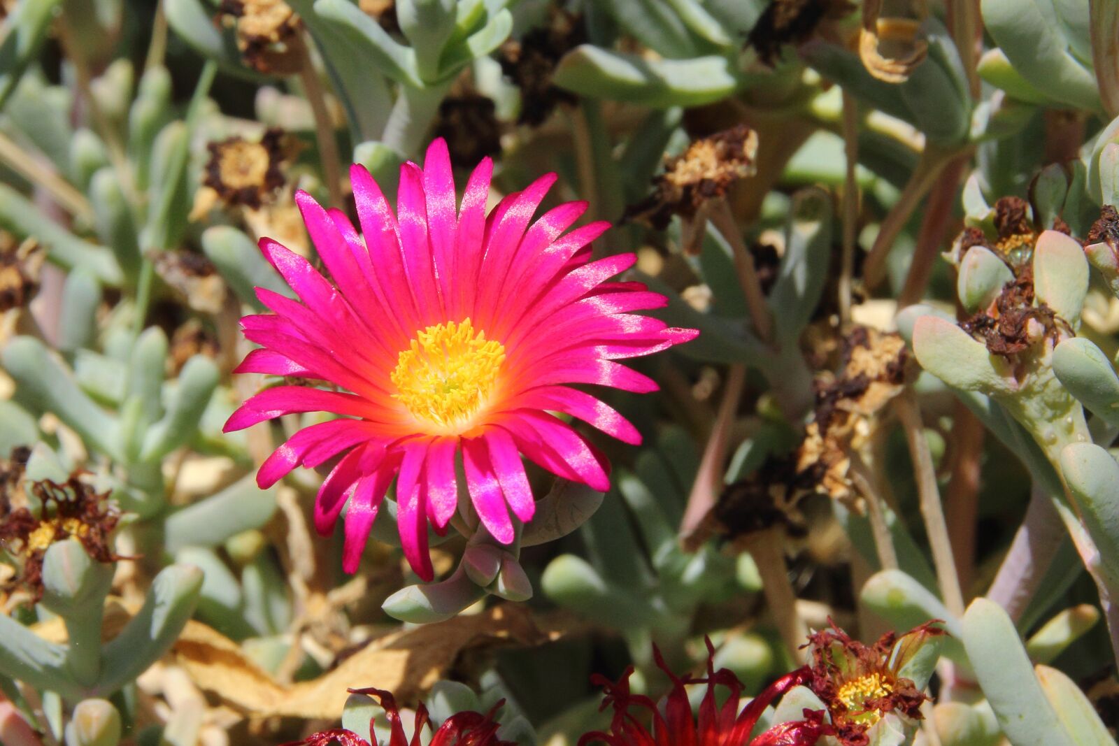 Canon EOS 600D (Rebel EOS T3i / EOS Kiss X5) sample photo. Flower, blossom, bloom photography