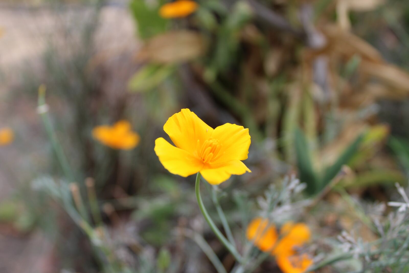 Canon EOS 1200D (EOS Rebel T5 / EOS Kiss X70 / EOS Hi) sample photo. Flower, field, flowers photography
