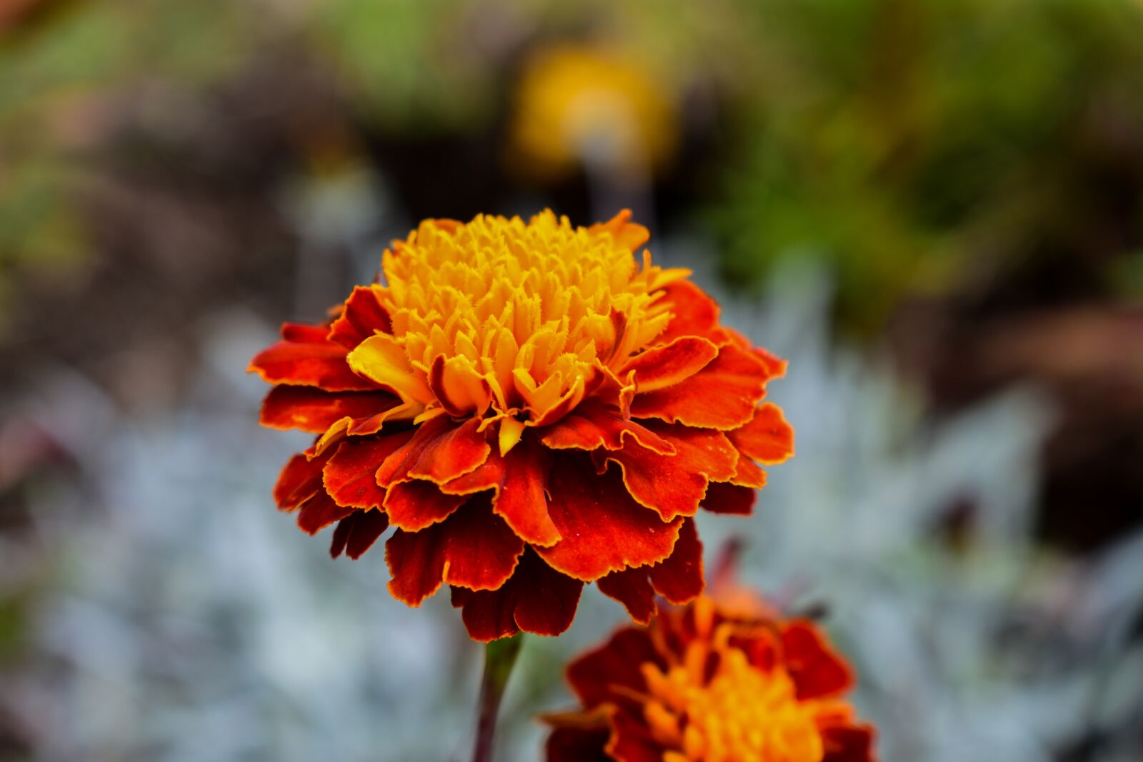 Nikon D3400 sample photo. Nature, flower, plant photography