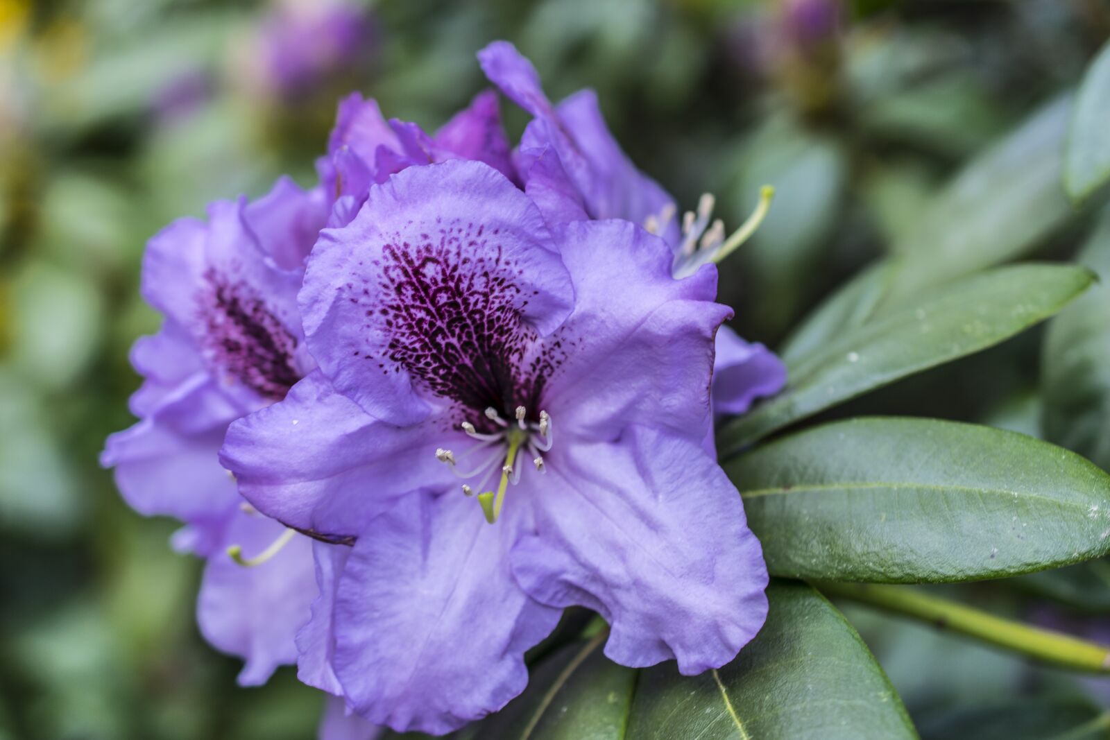 Nikon D5300 sample photo. Flower, blossom, bloom photography