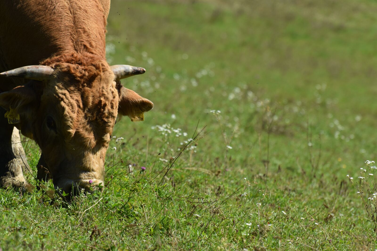 Nikon D3500 sample photo. Cow, bull, animal photography