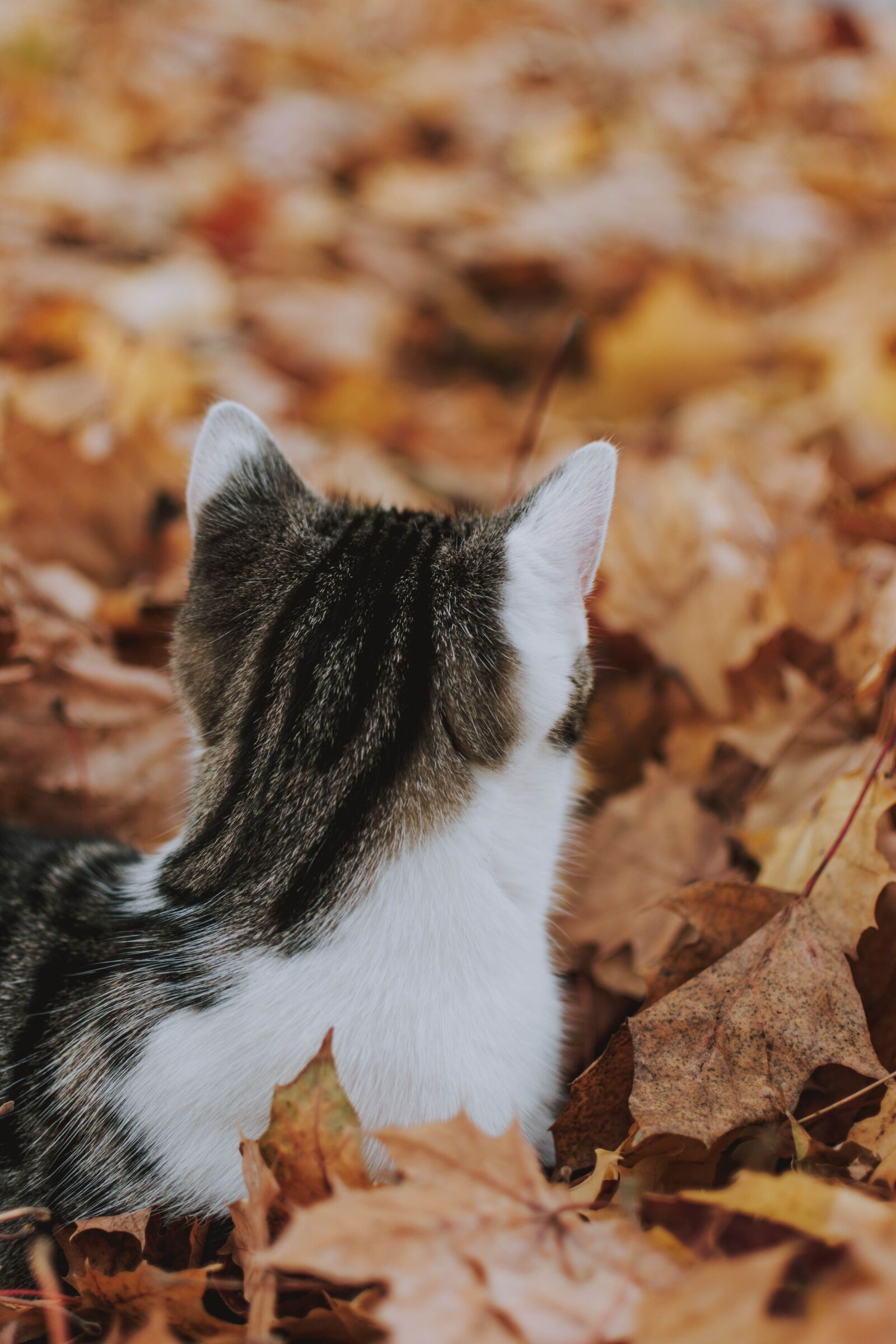 Nikon D5200 sample photo. Cat, leaves, nature photography