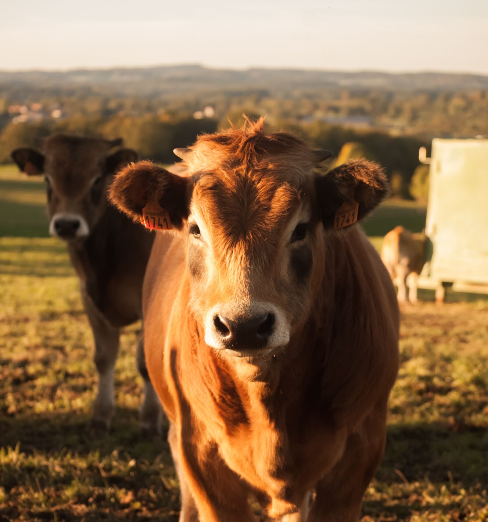 Nikon D40 sample photo. Cow, animals, aubrac photography