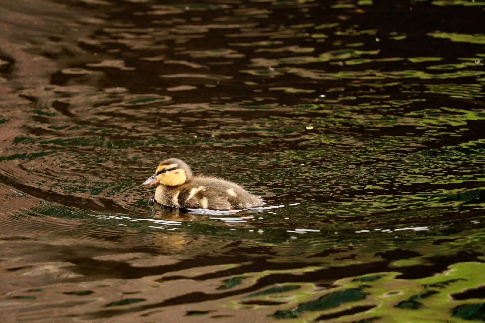 Canon EOS 750D (EOS Rebel T6i / EOS Kiss X8i) sample photo. Ducky, young, feather photography