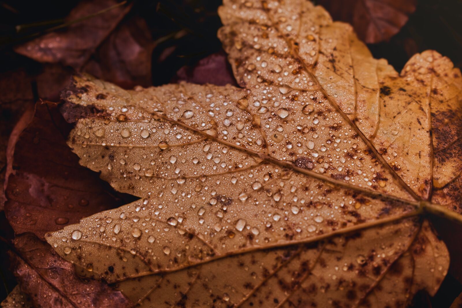 Nikon D5600 sample photo. Leaf, moody, nature photography