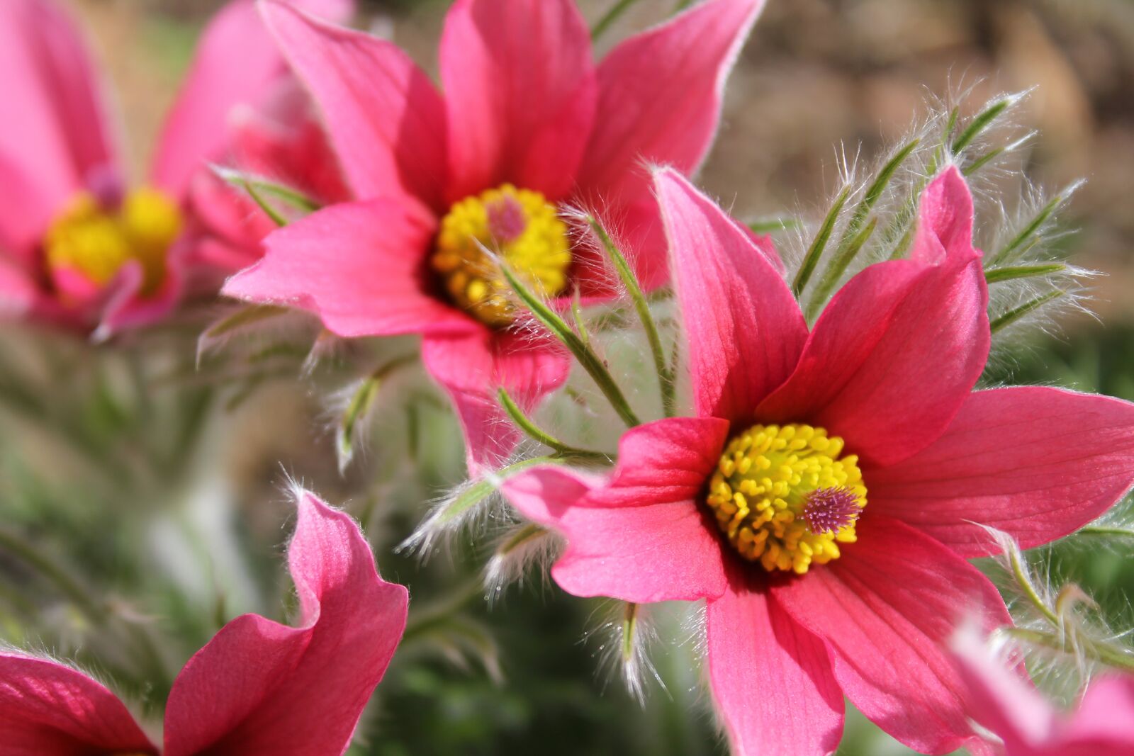 Canon EOS 1100D (EOS Rebel T3 / EOS Kiss X50) sample photo. Pasque flower, pulsatilla vulgaris photography