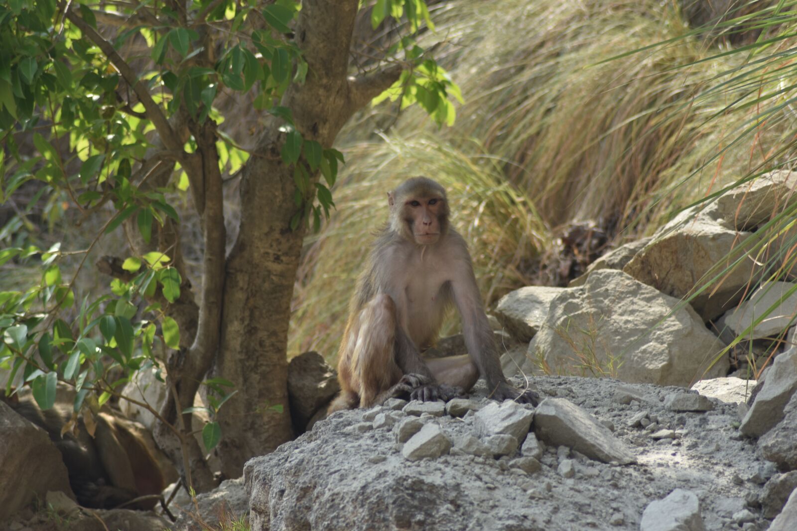 Nikon D3400 sample photo. Monkey, wildlife, animals photography