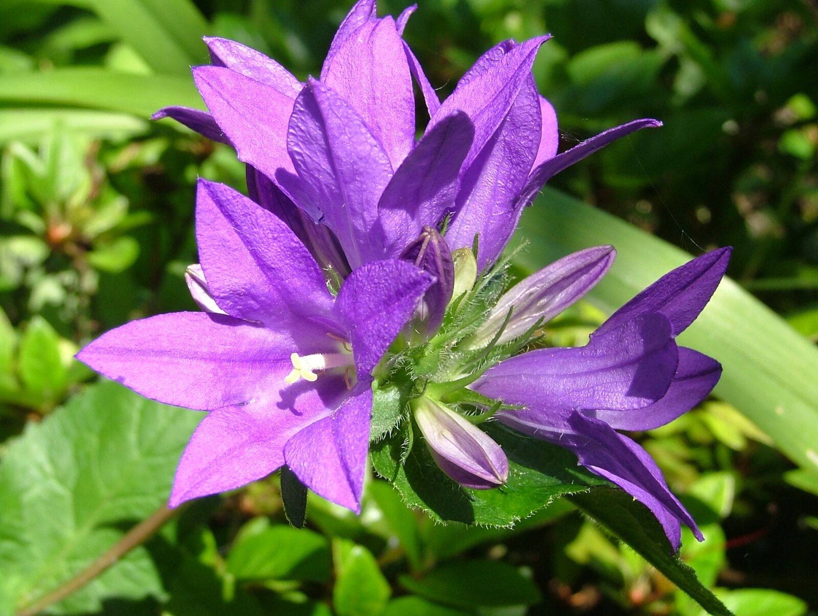 Fujifilm FinePix S5000 sample photo. Flower, purple flowers, nature photography
