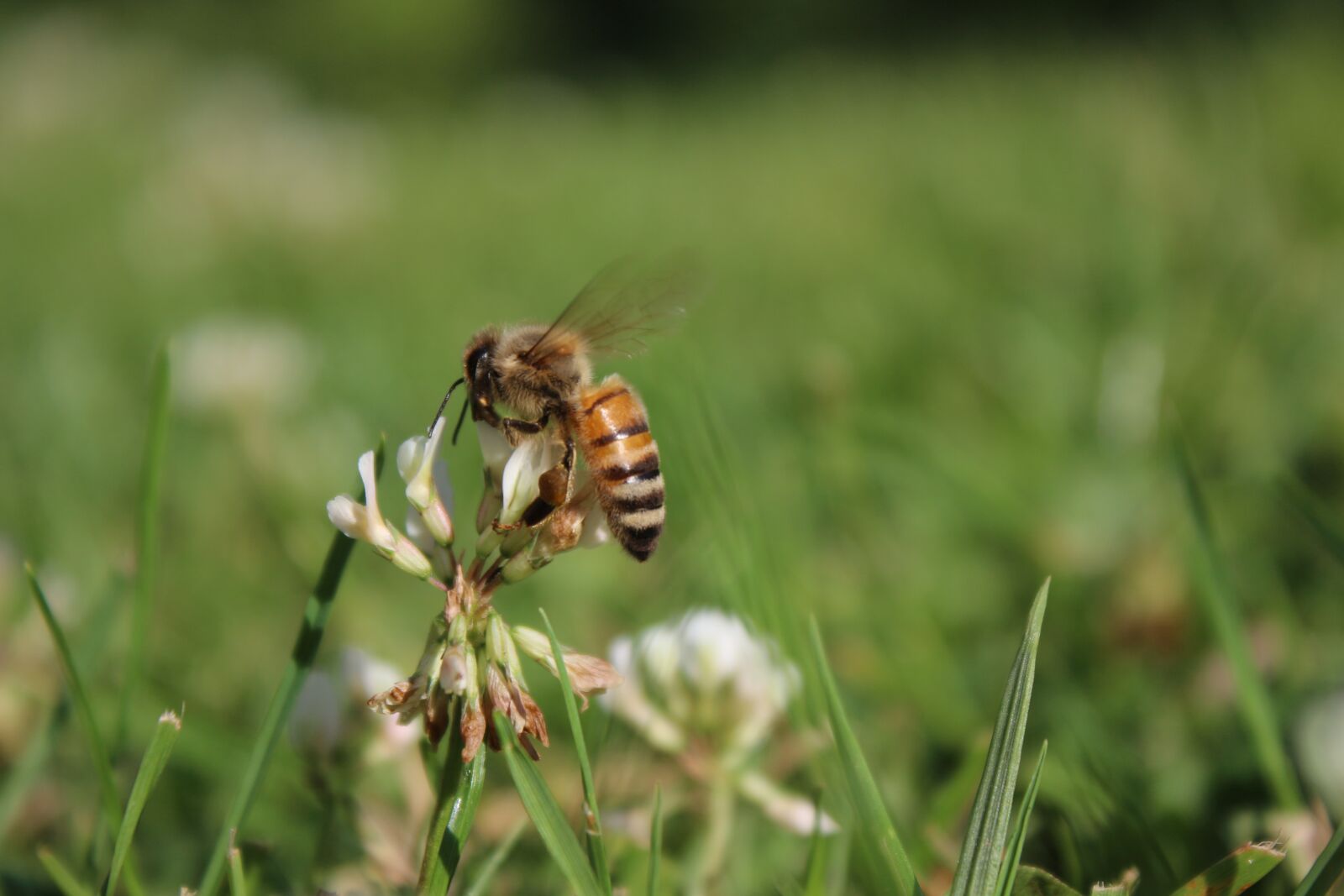 Canon EOS 700D (EOS Rebel T5i / EOS Kiss X7i) sample photo. Bee, meadow, nature photography