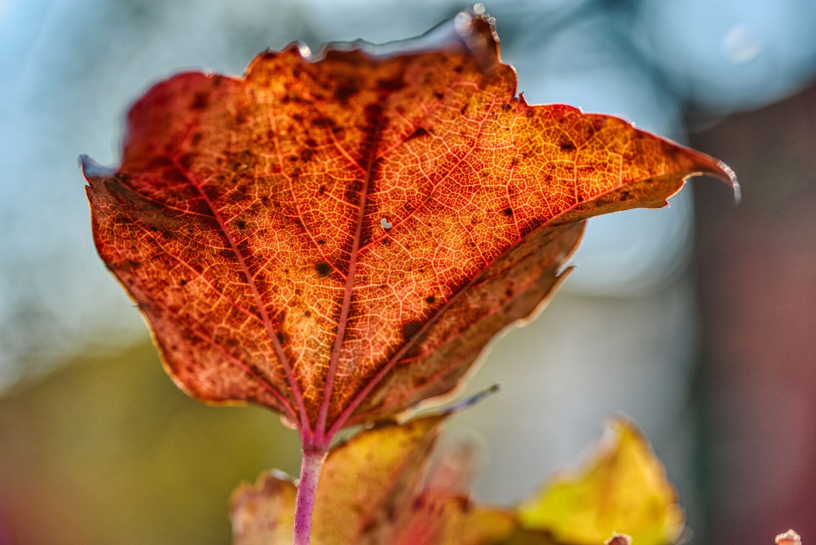 Nikon D750 sample photo. Autumn colours, wine leaf photography