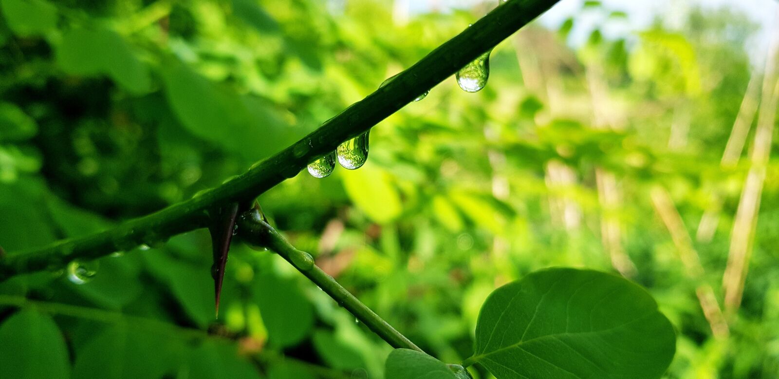 Samsung Galaxy S8 sample photo. Dew-drop, spring, wet photography