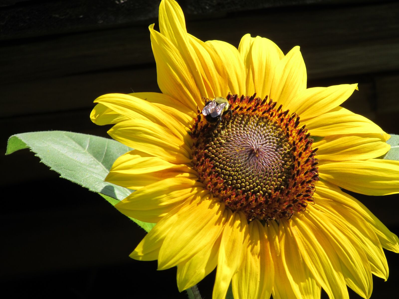 Canon PowerShot SX510 HS sample photo. Sunflower, bee, nature photography