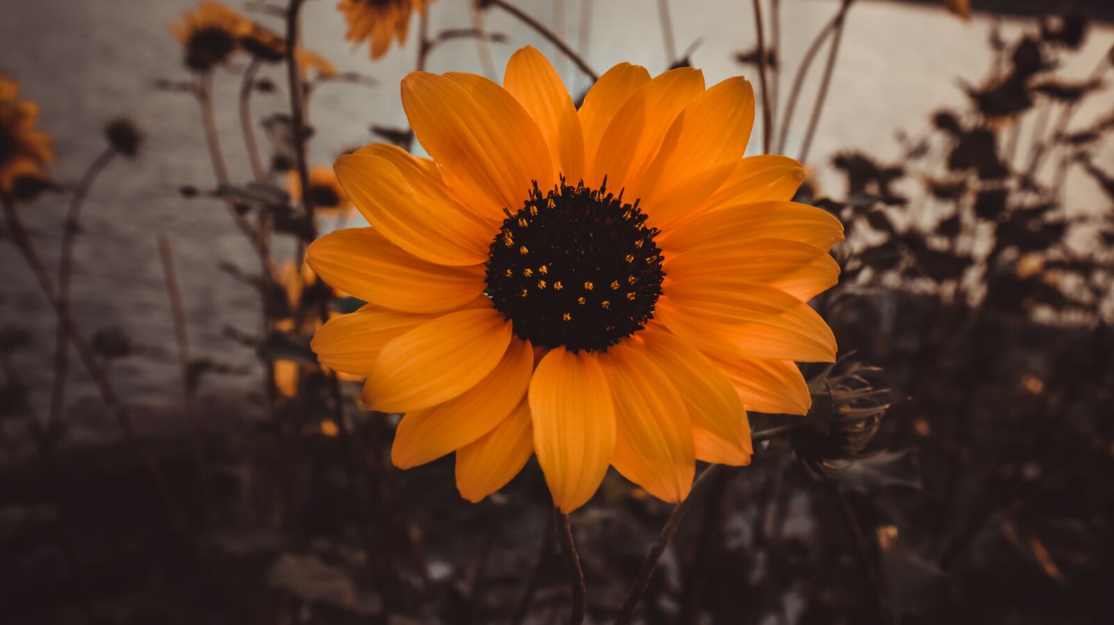 Canon EOS 200D (EOS Rebel SL2 / EOS Kiss X9) sample photo. Sunflower, flower, yellow photography