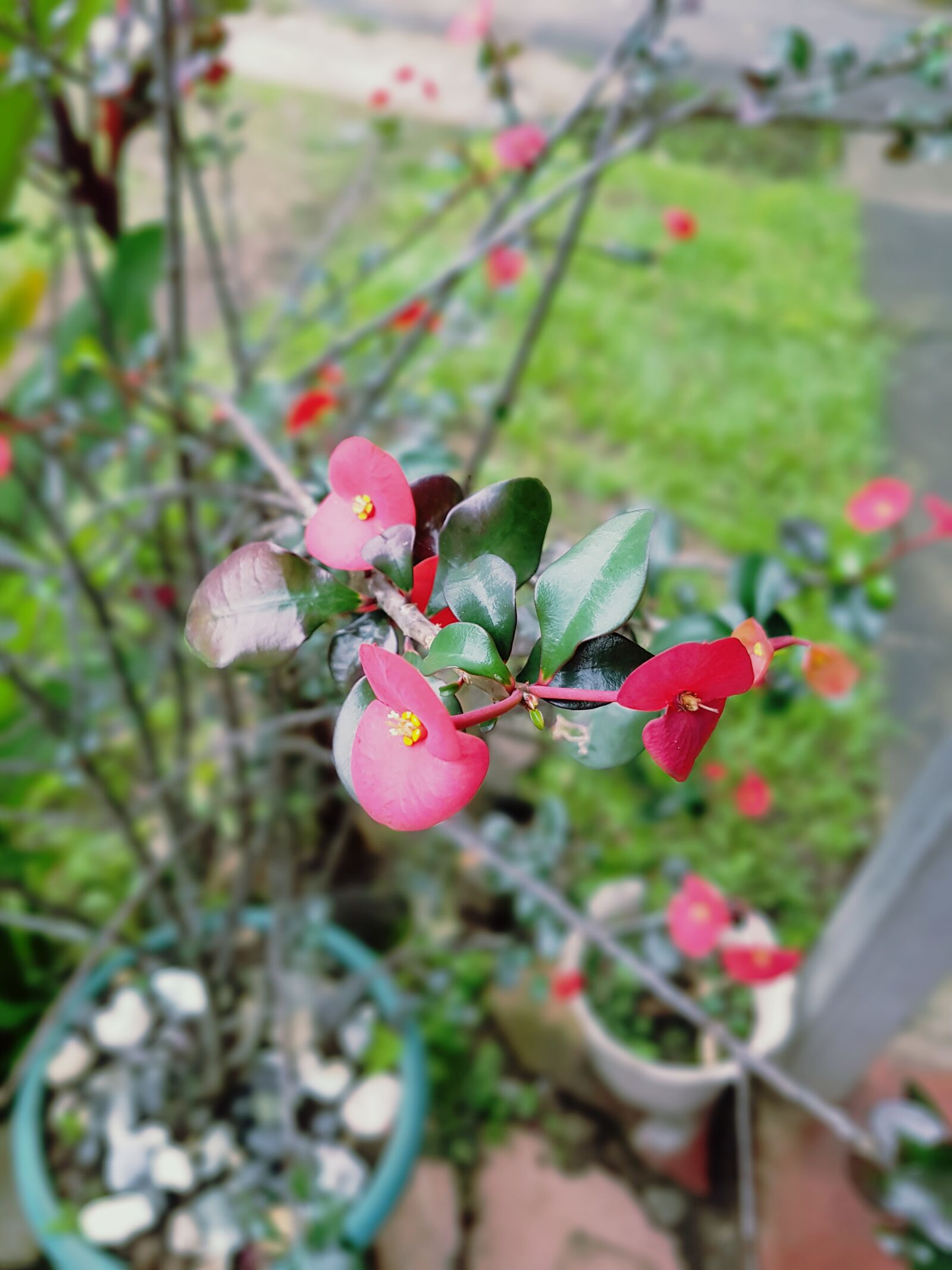 Samsung Galaxy S7 Edge sample photo
