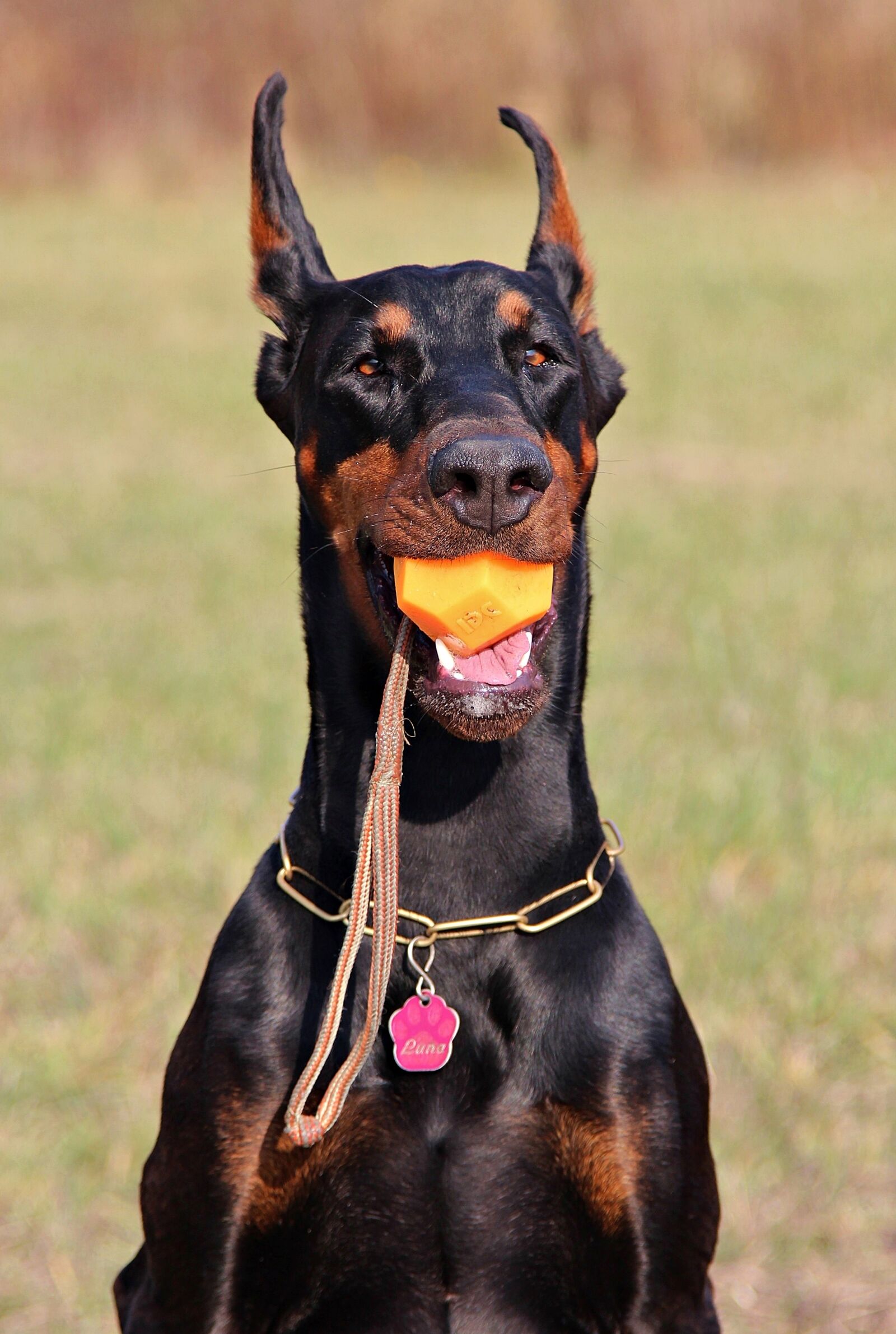 Canon EOS 600D (Rebel EOS T3i / EOS Kiss X5) sample photo. Doberman, dog, head photography