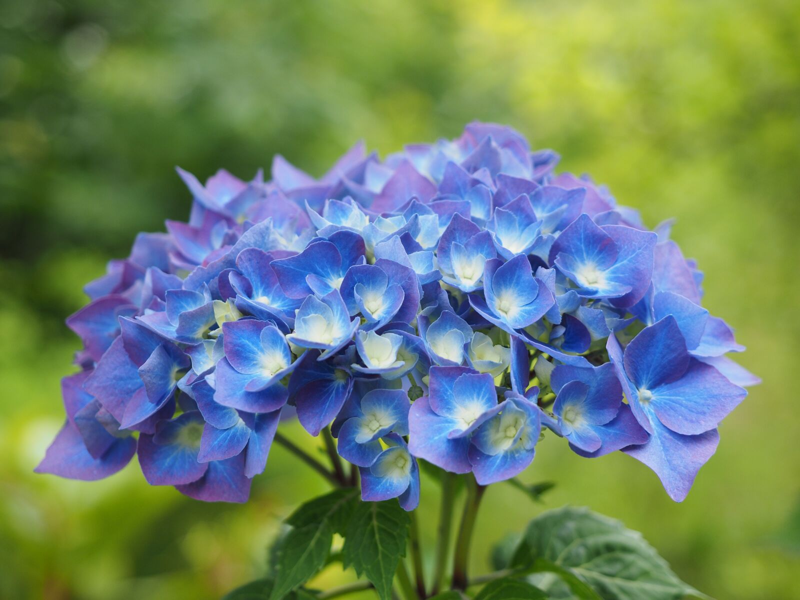 Olympus OM-D E-M1 + Olympus M.Zuiko Digital ED 12-40mm F2.8 Pro sample photo. Hydrangea, flowers, blue photography
