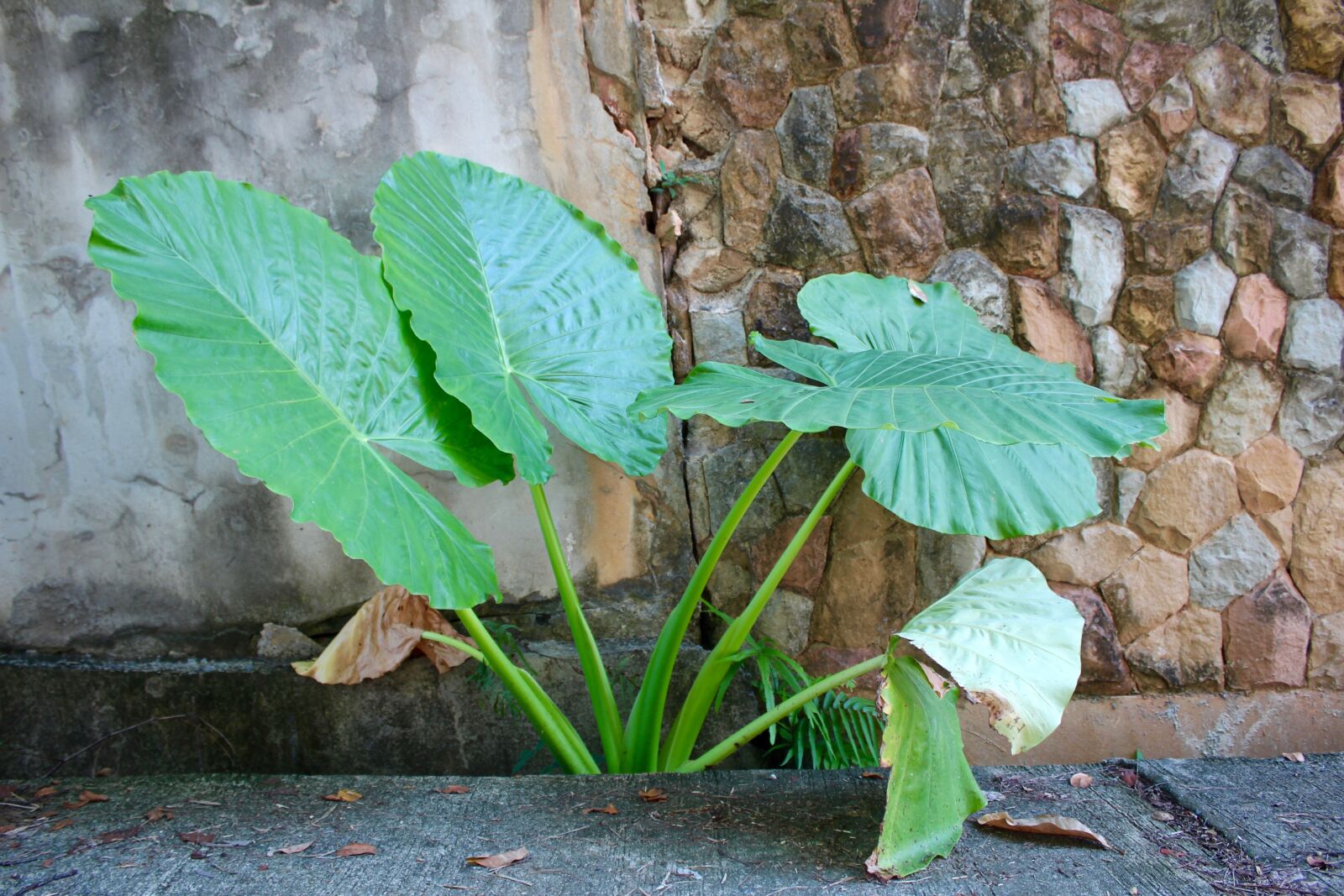 Canon EOS 600D (Rebel EOS T3i / EOS Kiss X5) sample photo. Palm, frond, leaf photography