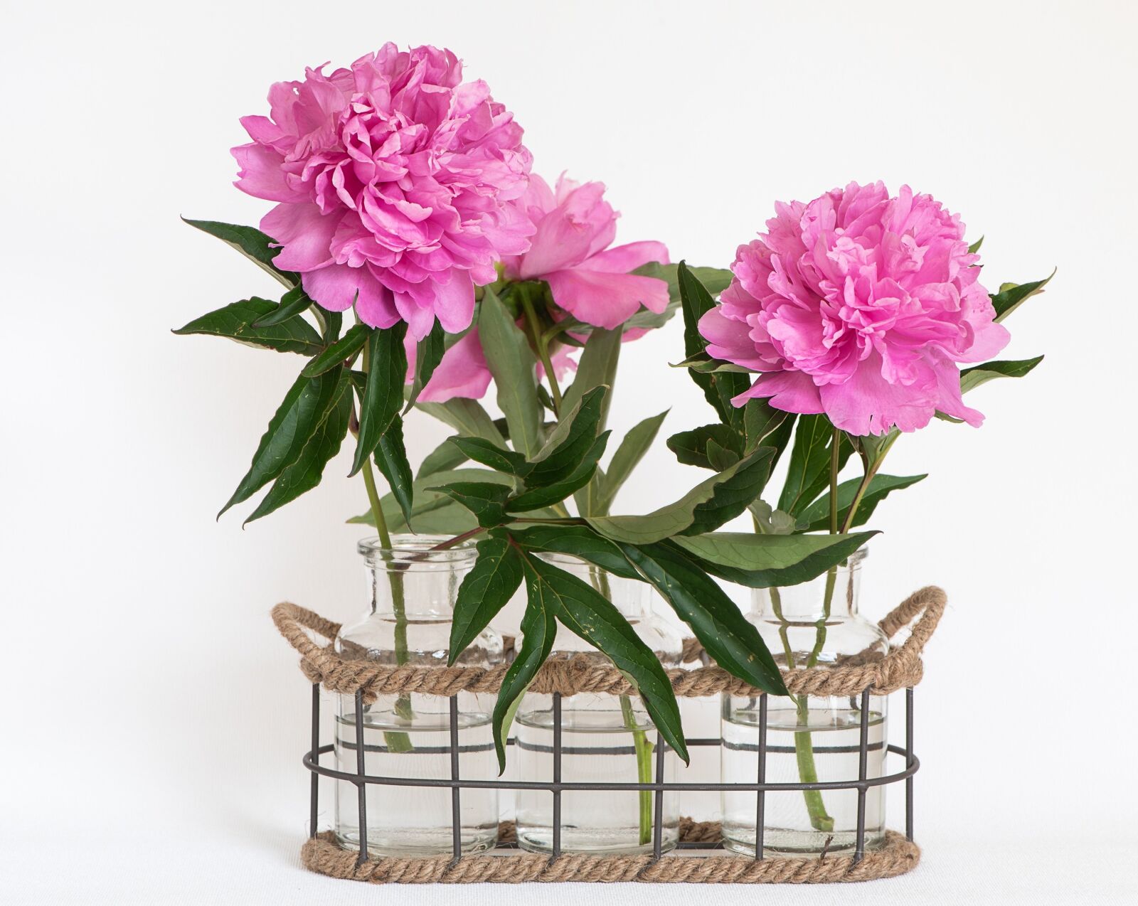 Nikon D750 sample photo. Peony, pink, pink peonies photography