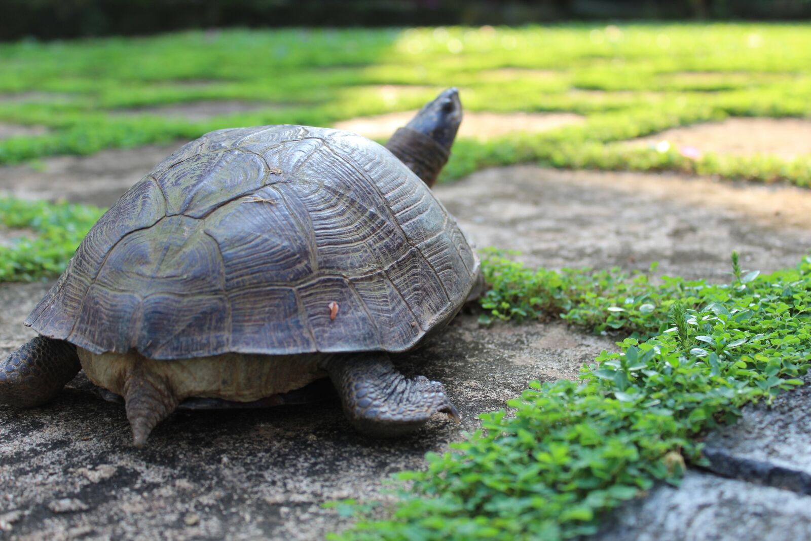 Canon EOS 1300D (EOS Rebel T6 / EOS Kiss X80) sample photo. Tortoise, reptile, tropical photography
