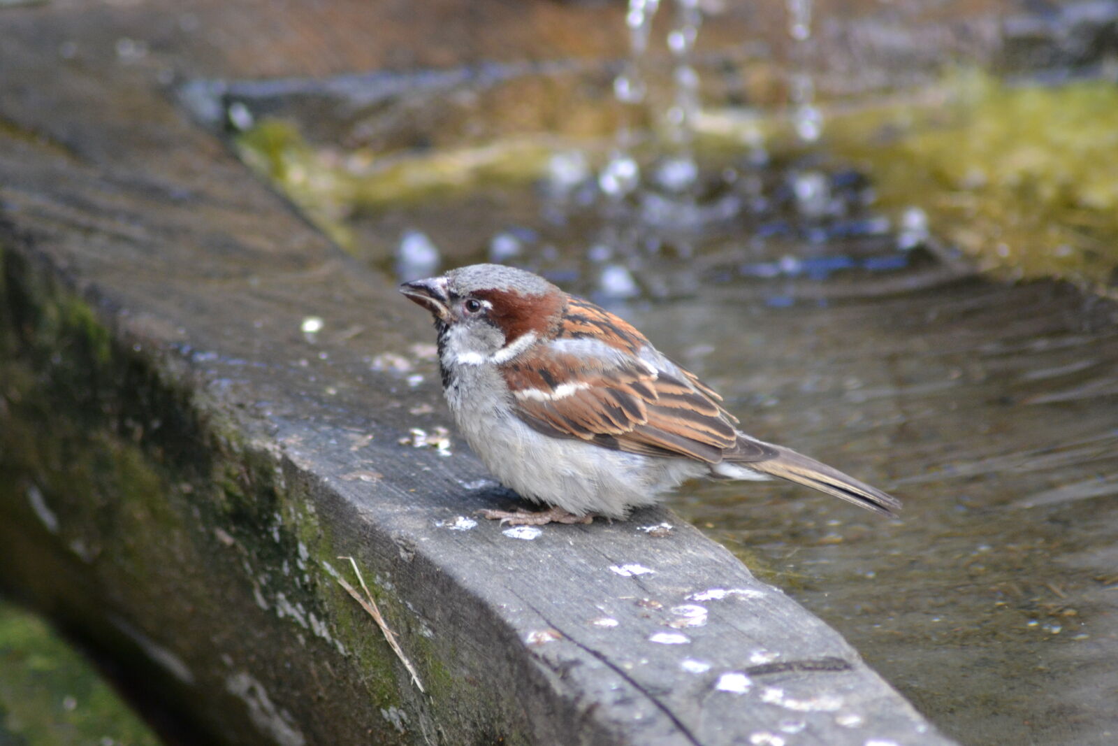 Nikon D3100 sample photo. Bird, fountain, sparrow, water photography