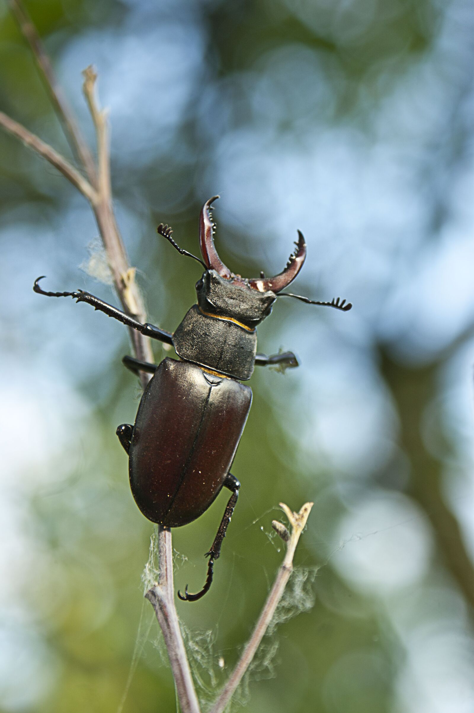 Sony Alpha DSLR-A350 + Sony DT 18-70mm F3.5-5.6 sample photo. Stag beetle, nature, insect photography