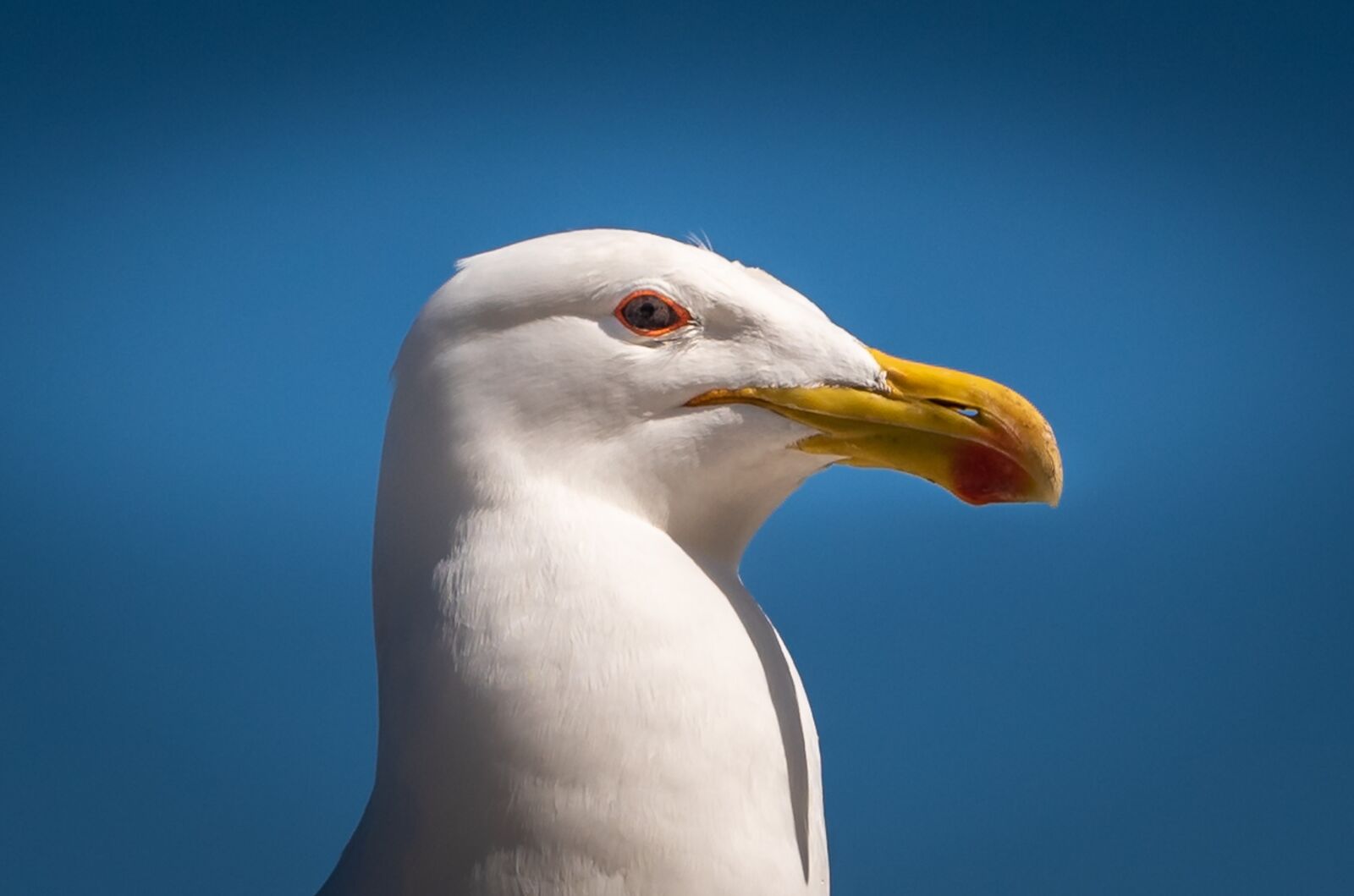 Nikon D750 sample photo. Seagull, bill, blue photography