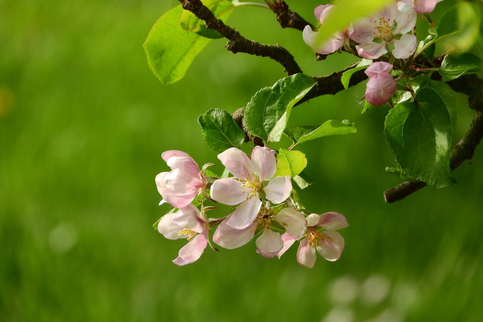 Nikon Coolpix P610 sample photo. Apple-blossom, a blossoming fruit photography