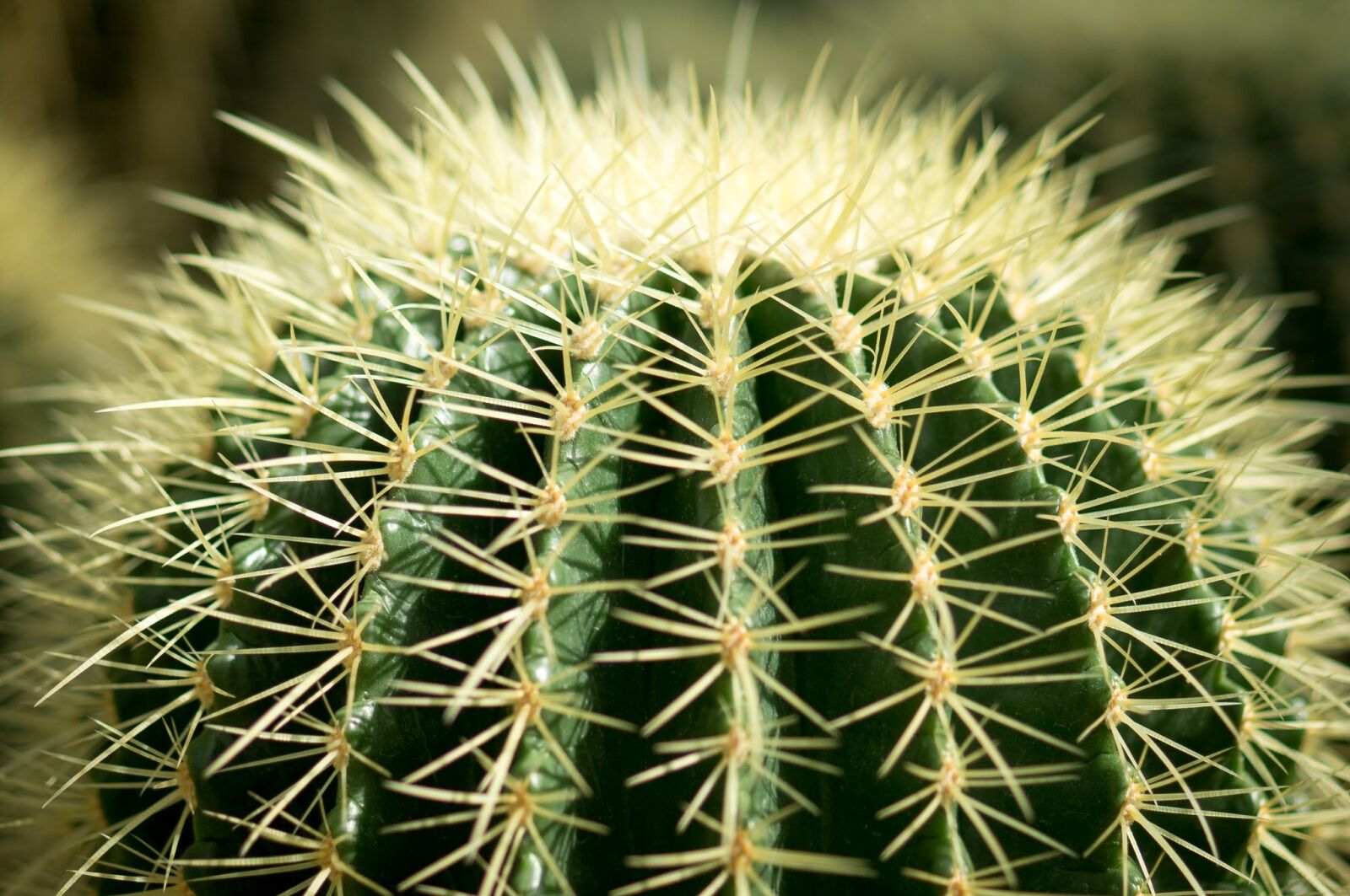Sony SLT-A57 + Tamron SP AF 90mm F2.8 Di Macro sample photo. Cactus, spine, needle photography