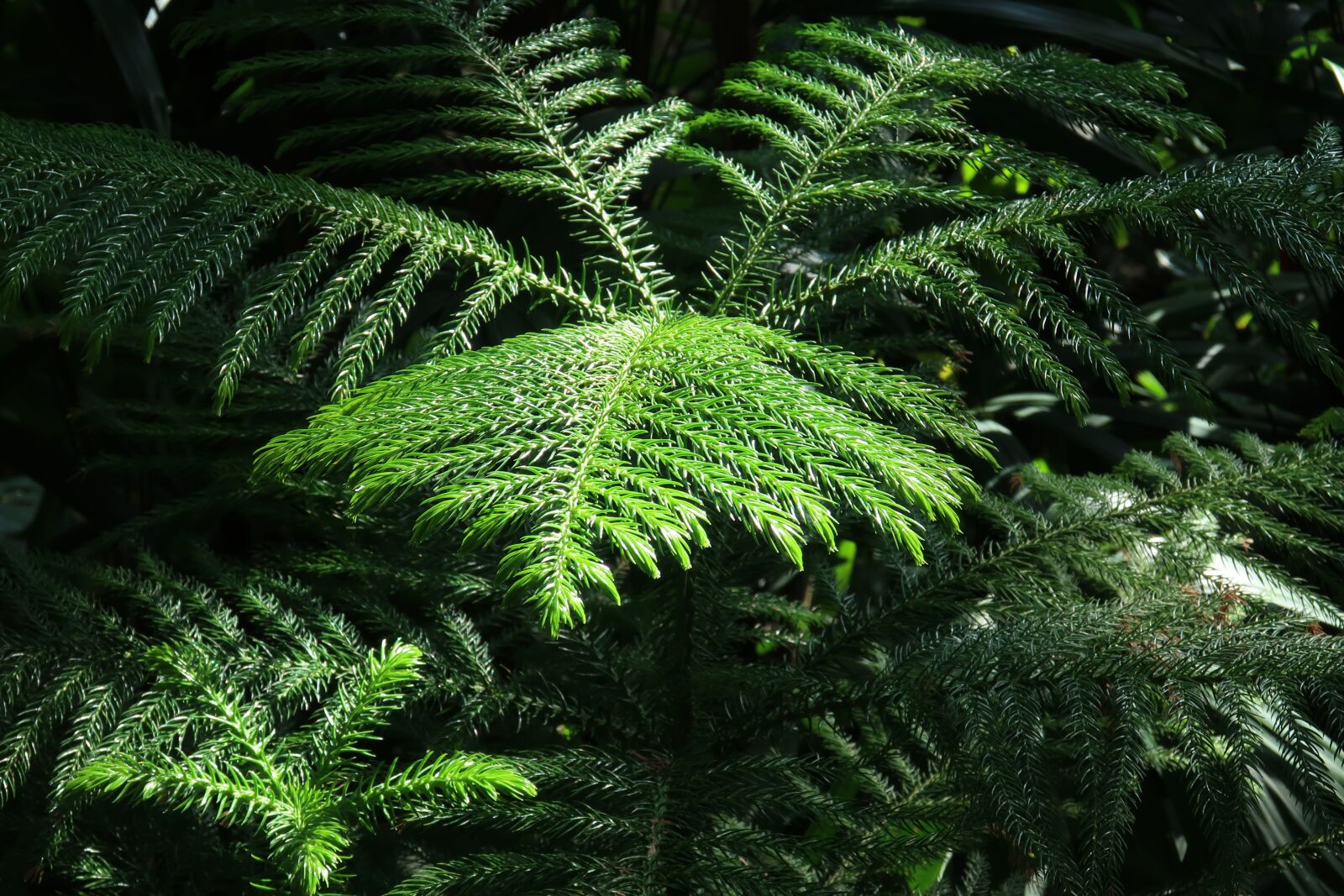 Canon PowerShot G9 X Mark II sample photo. Plant, leaf, green photography