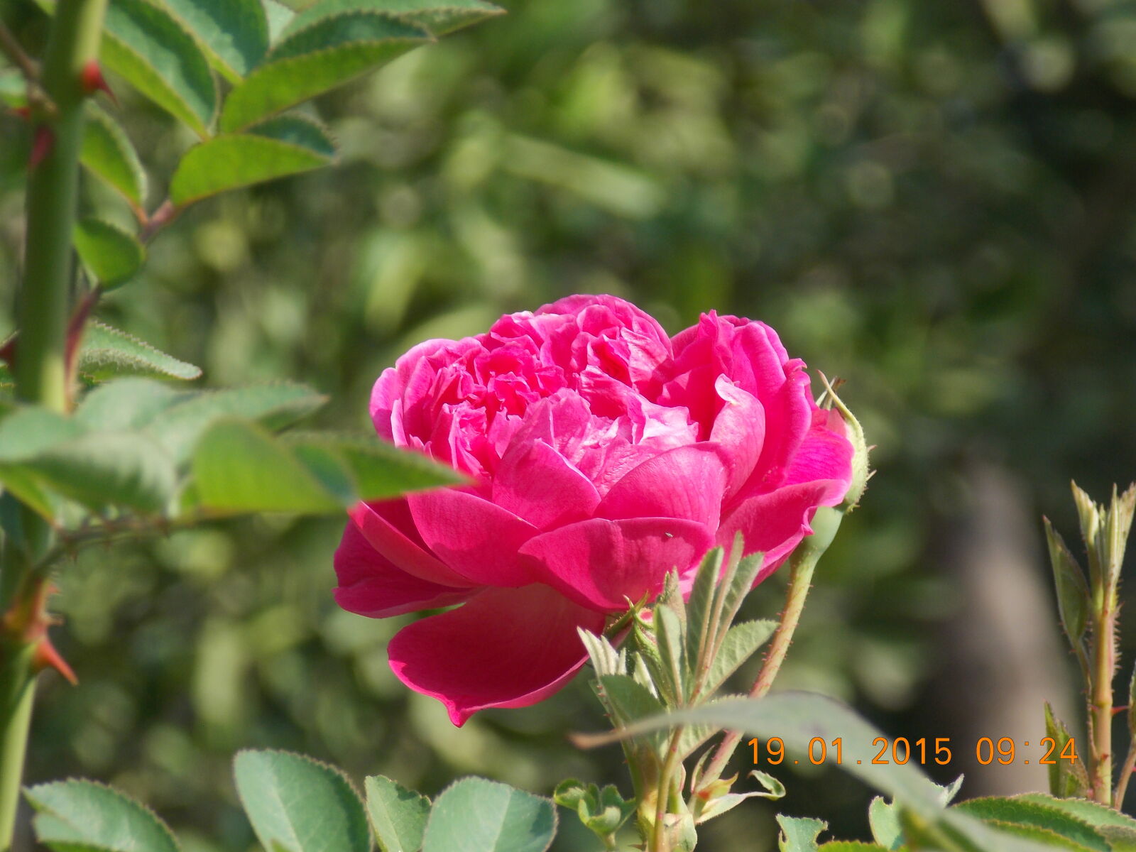 Nikon Coolpix L810 sample photo