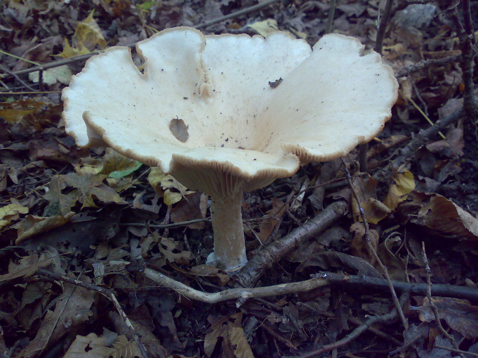 Nokia E90 sample photo. Forrest, mushroom, wood photography