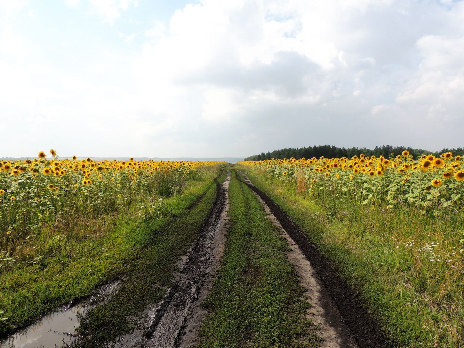 Nikon Coolpix P510 sample photo. Road, after the rain photography