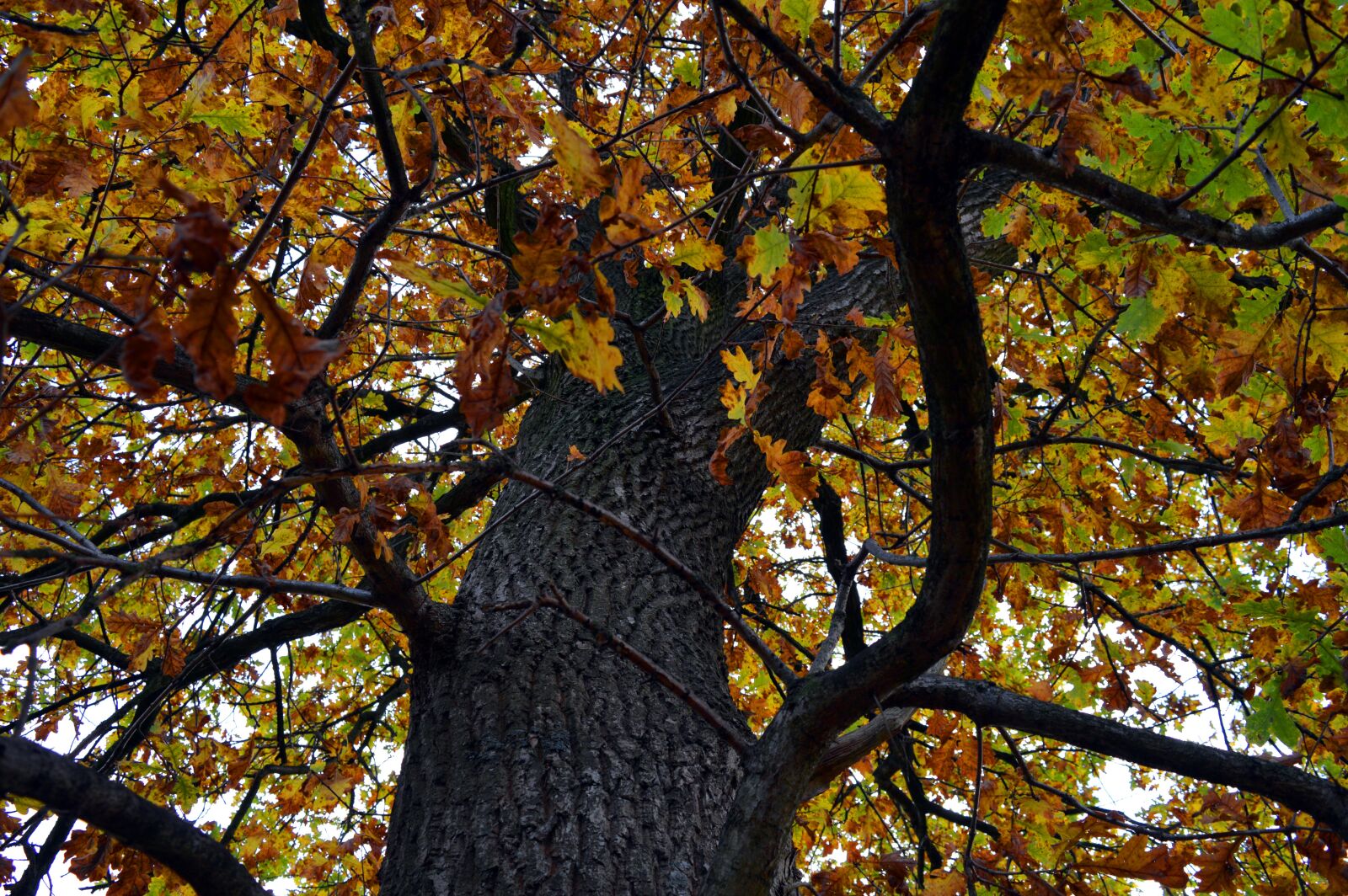 Nikon D3200 sample photo. Tree, crown, autumn mood photography