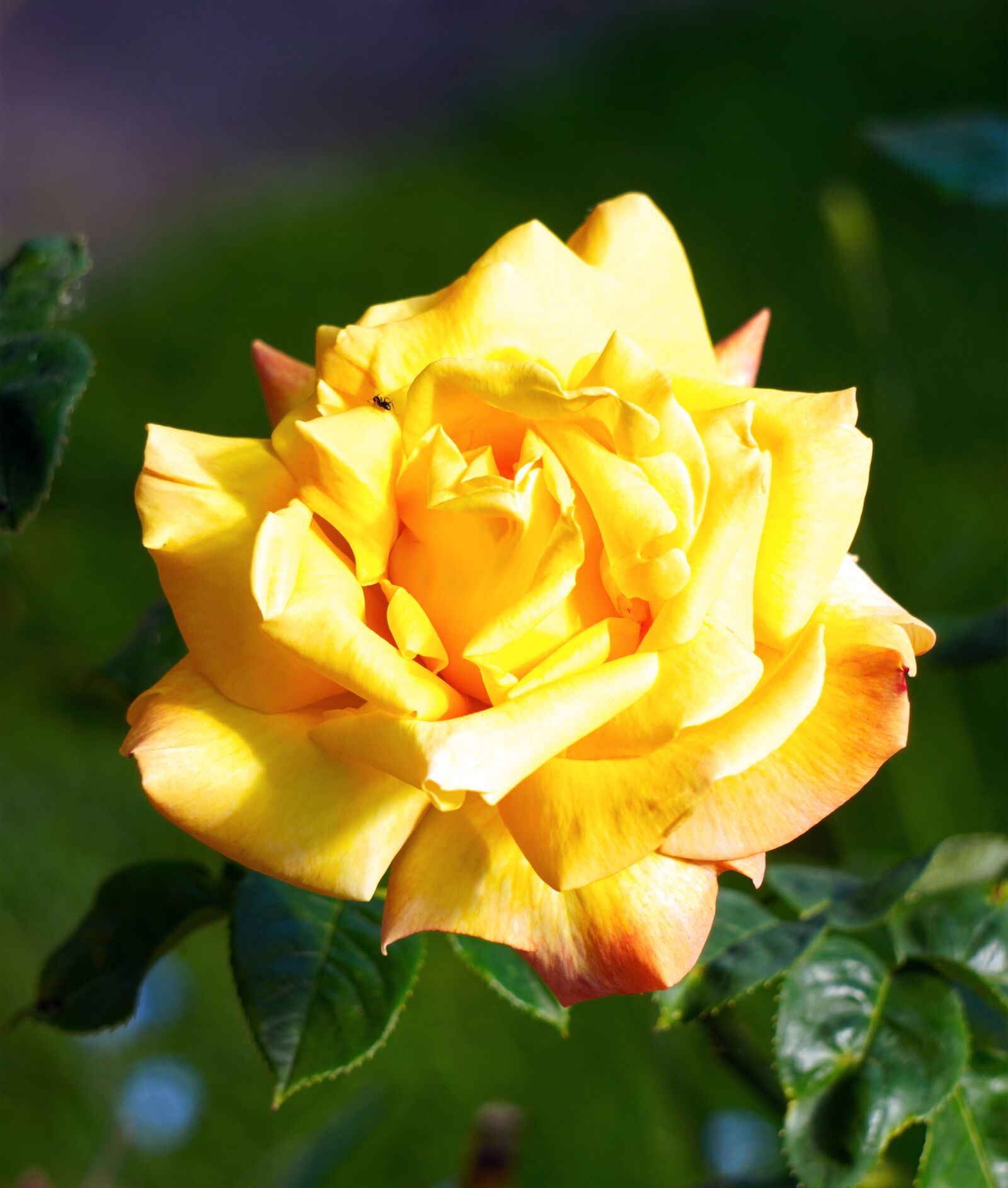 Sony a6400 + Sony E 55-210mm F4.5-6.3 OSS sample photo. Rose, yellow, flower photography