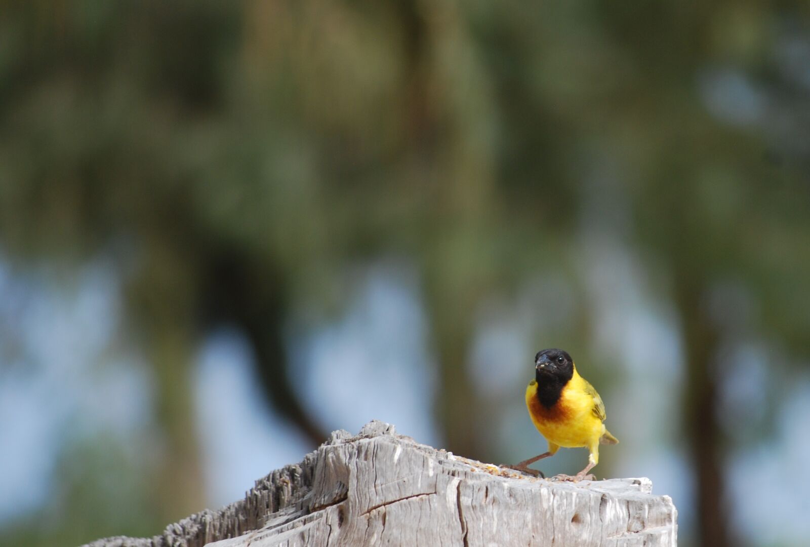 Nikon D40X sample photo. Bird, senegal, saint louis photography
