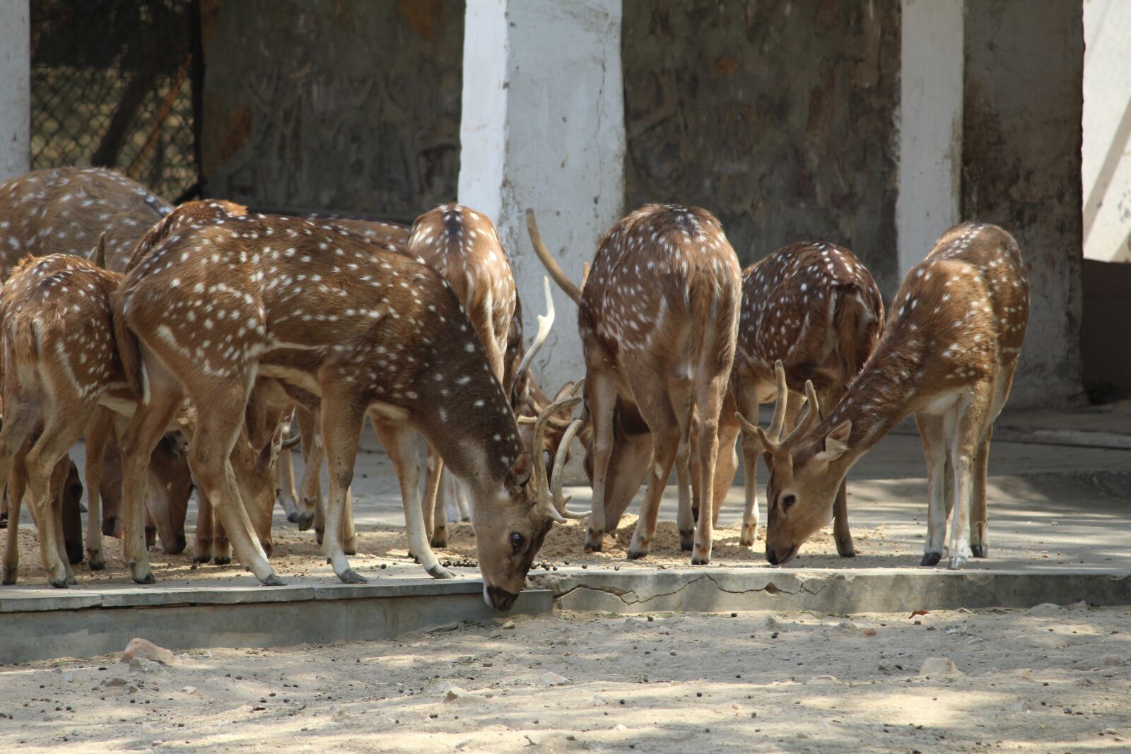 Canon EOS 1200D (EOS Rebel T5 / EOS Kiss X70 / EOS Hi) sample photo. Deer, mammal, animal photography