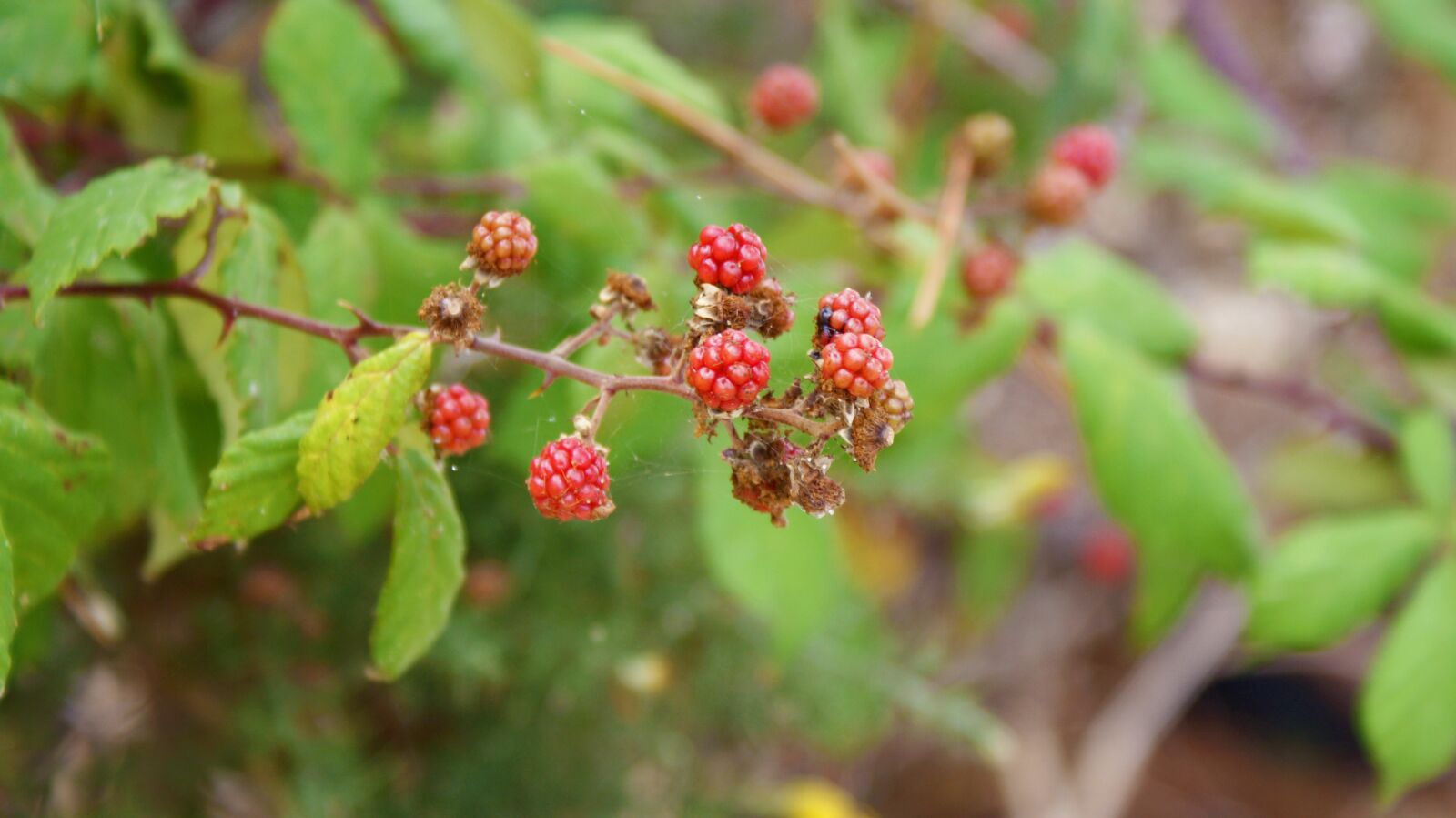 Sony Alpha DSLR-A200 sample photo. Blackberries, nature, fruit photography